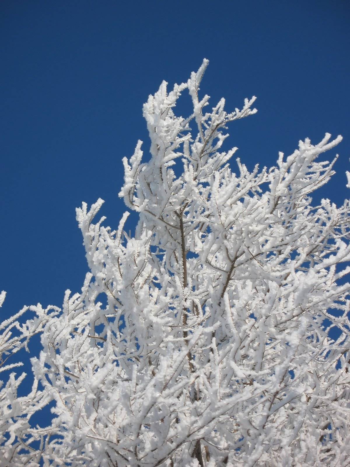 Tree branches in white fluffy hoarfrost against the dark blue sky