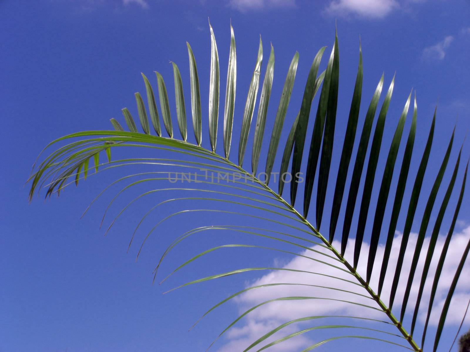 A palm leaf is hanging way up in the air and against a blue sky.