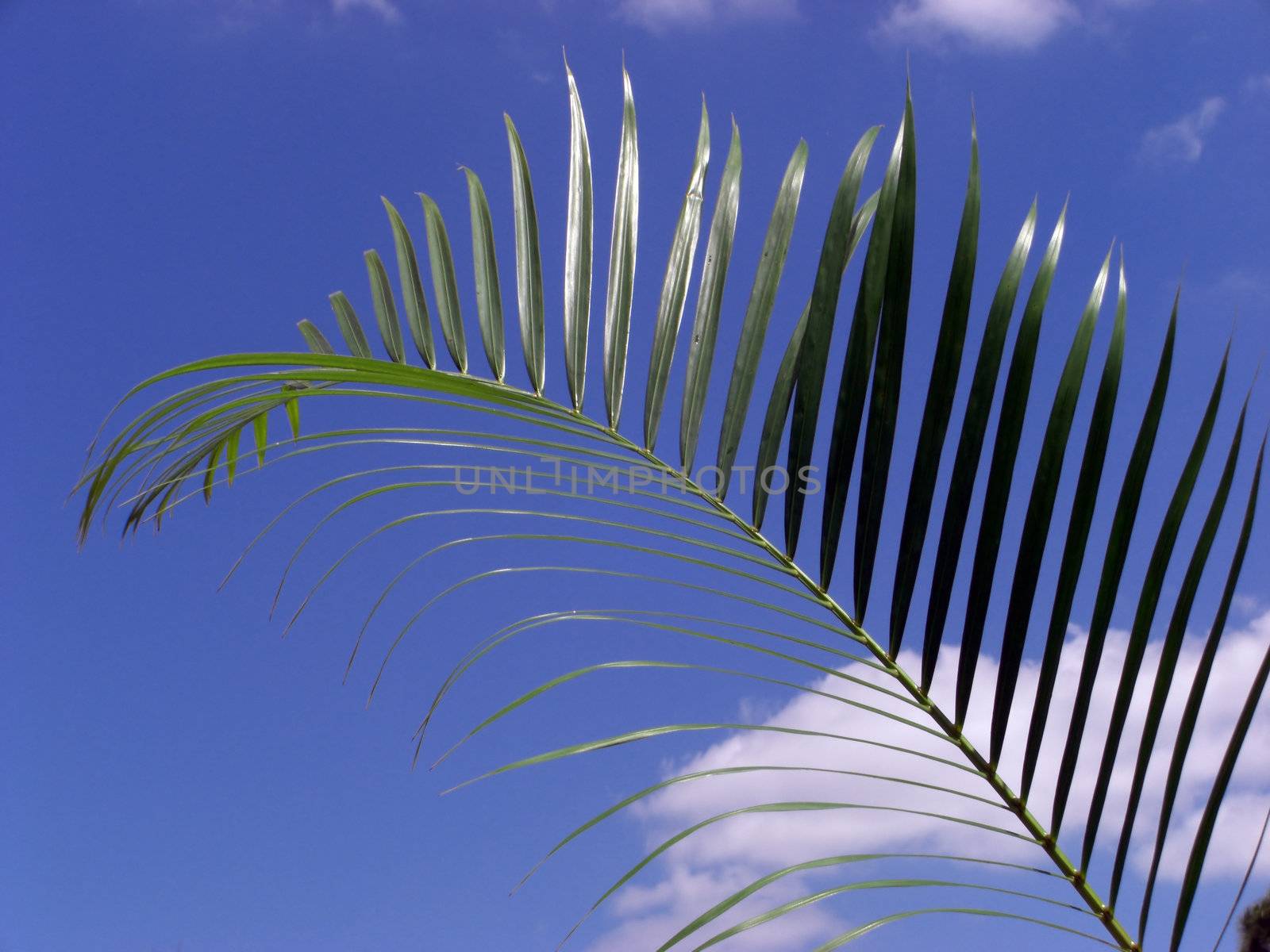 PalmLeaf by Mabatho