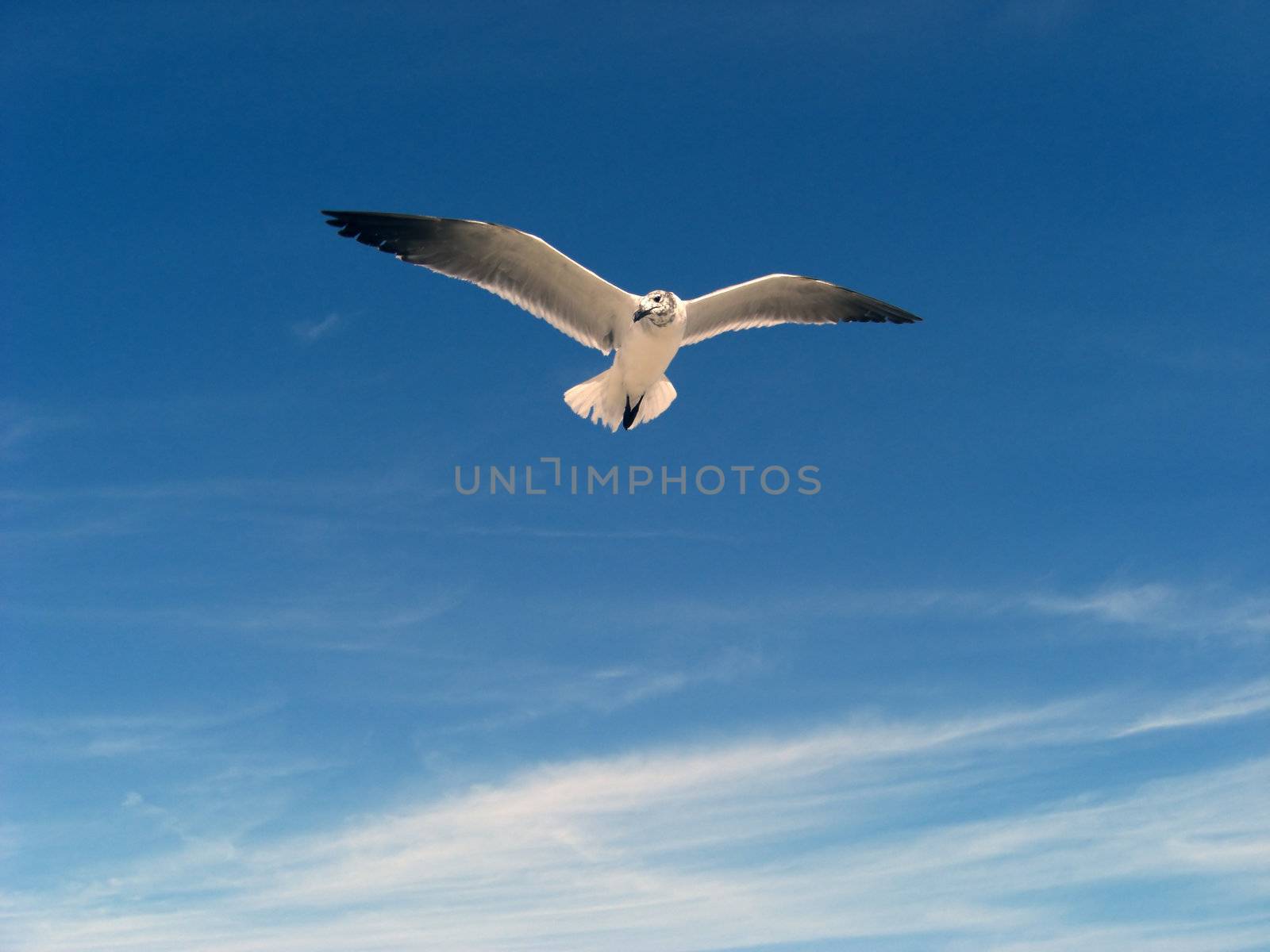 A seagull is flying way above and against the blue sky