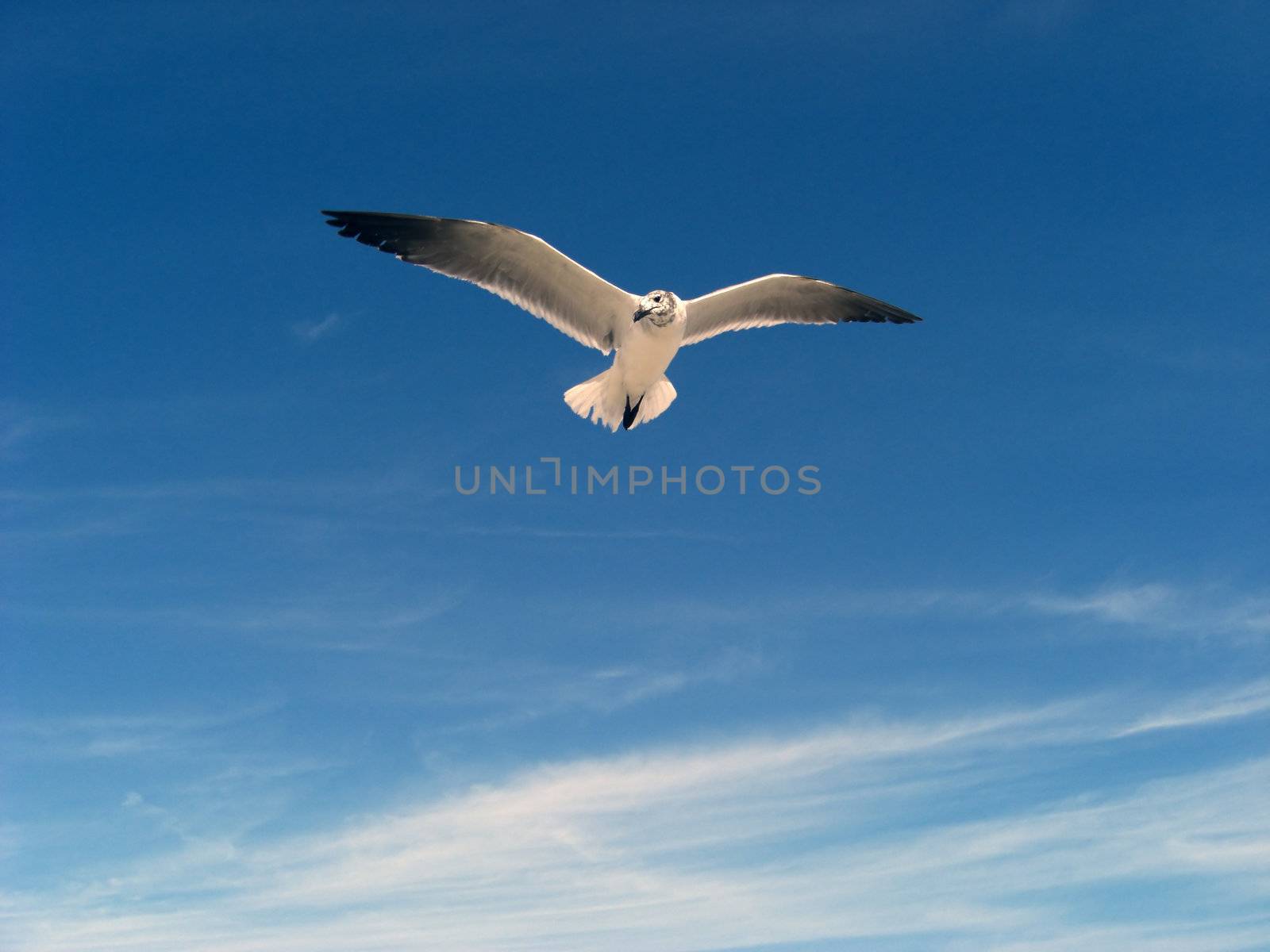 SeagullinFlight by Mabatho