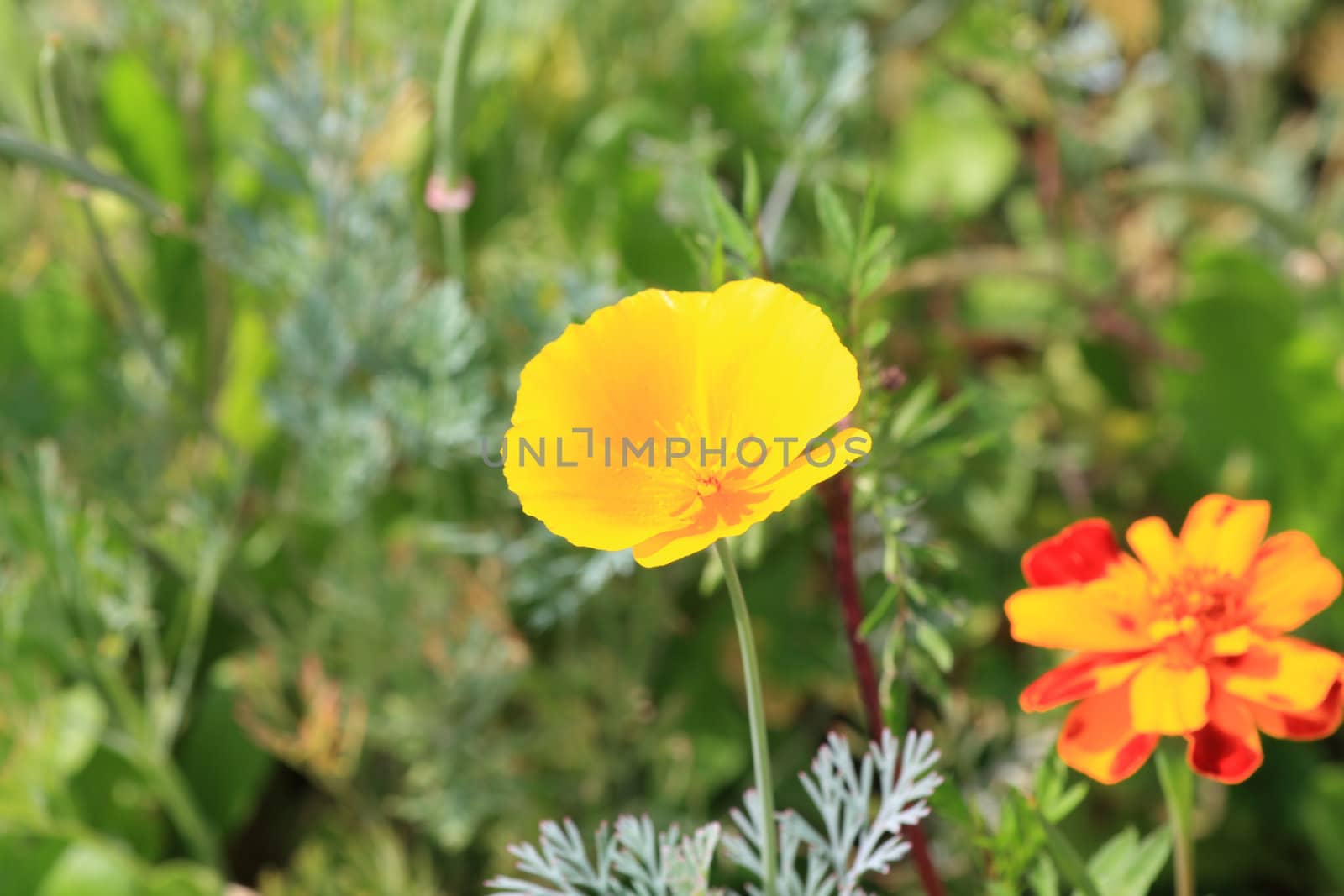 Close up of the eschscholzia toreodor