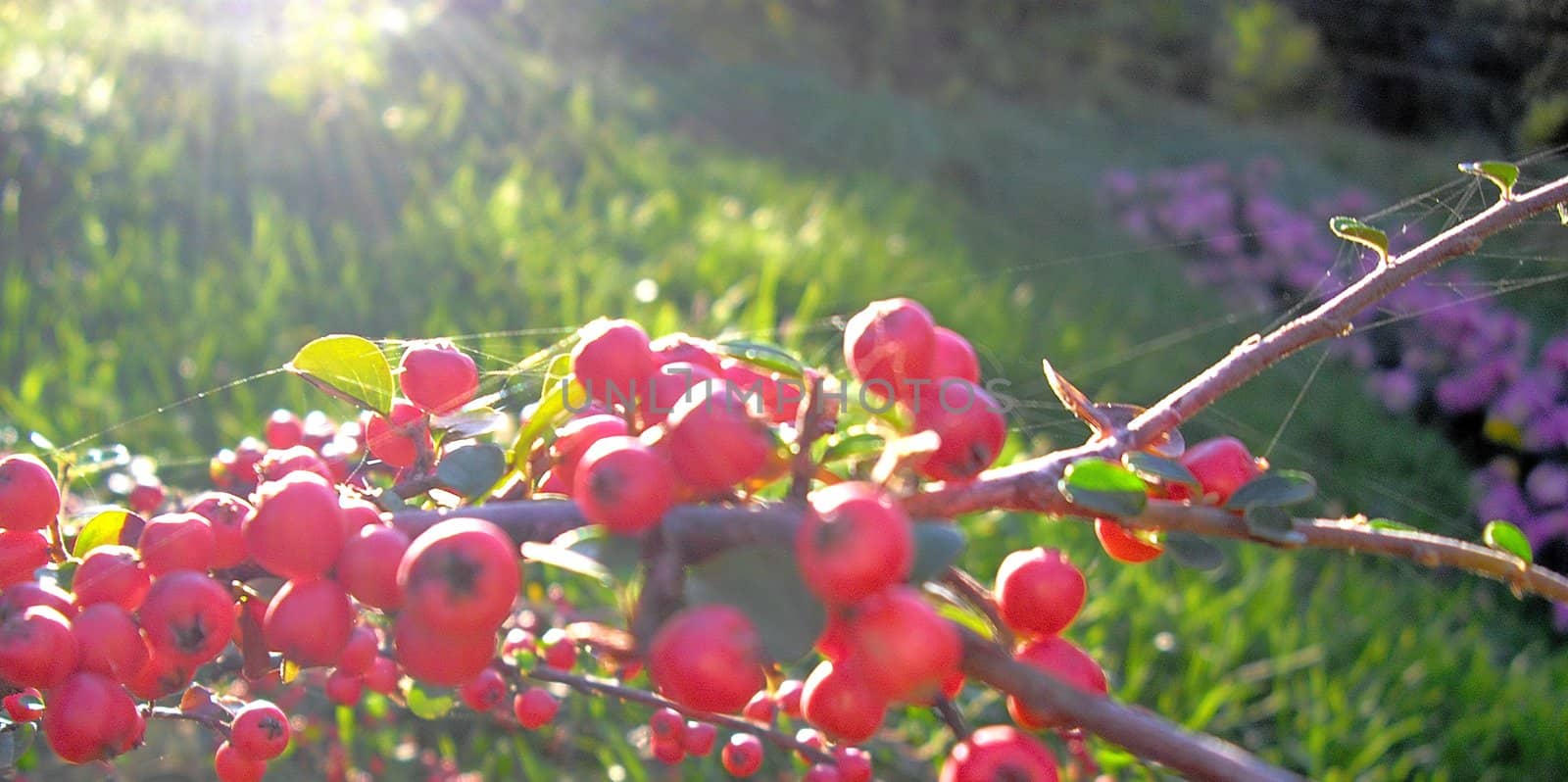 Red berries on the sunlight by Elet