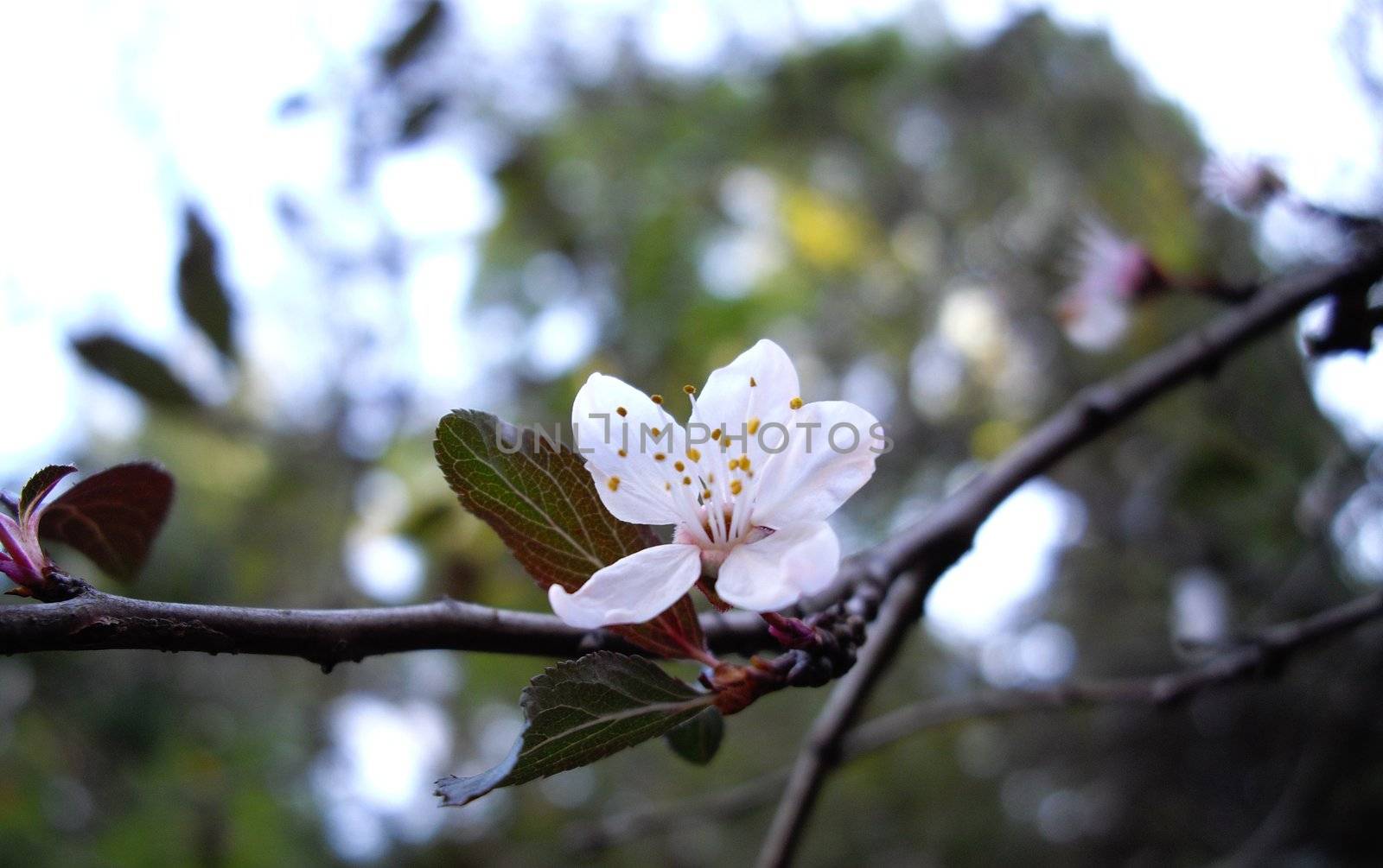 the flower of cherry tree