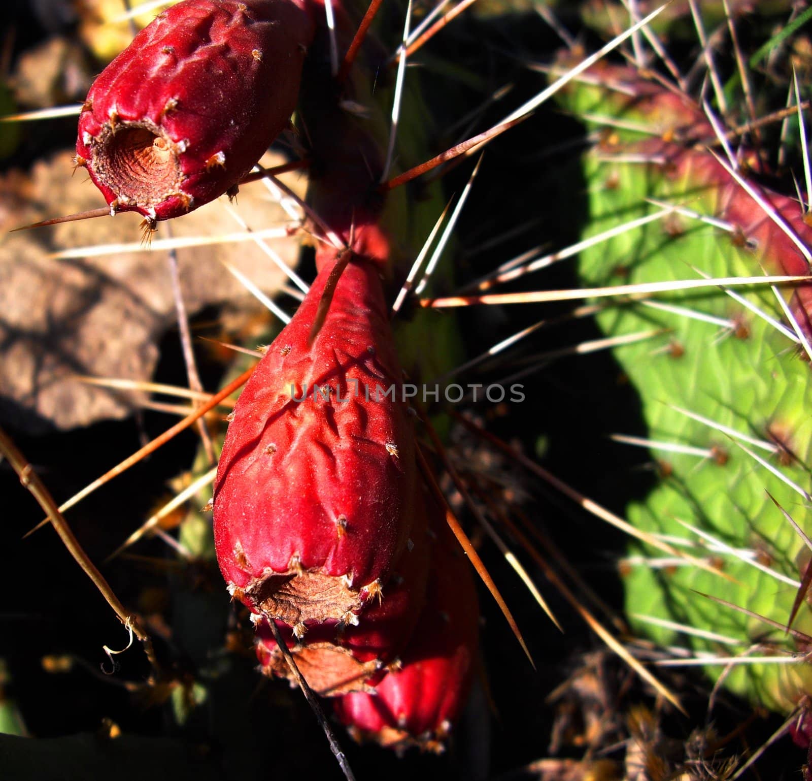 Cactus berries by Elet