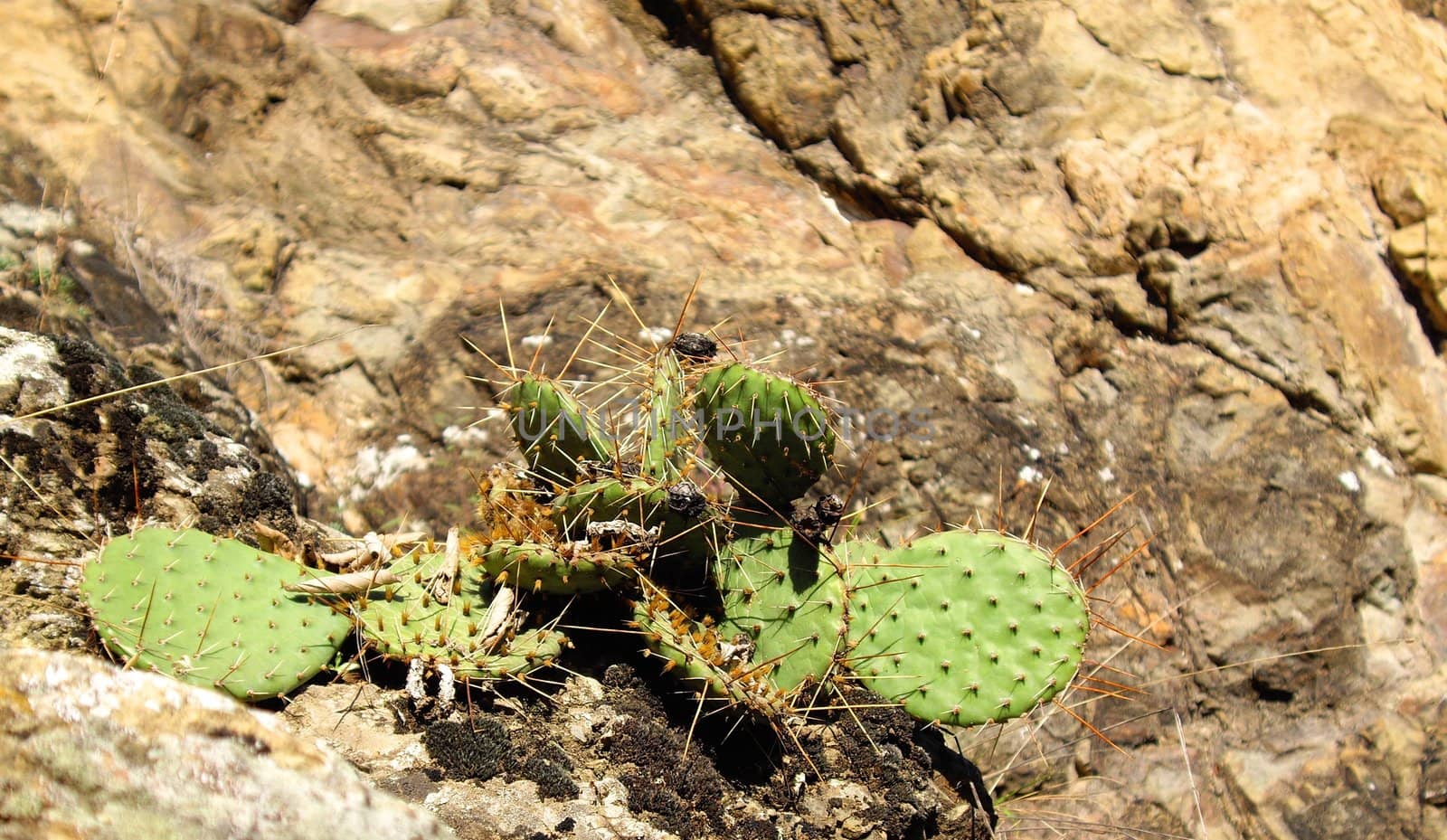 Cactus in the rock