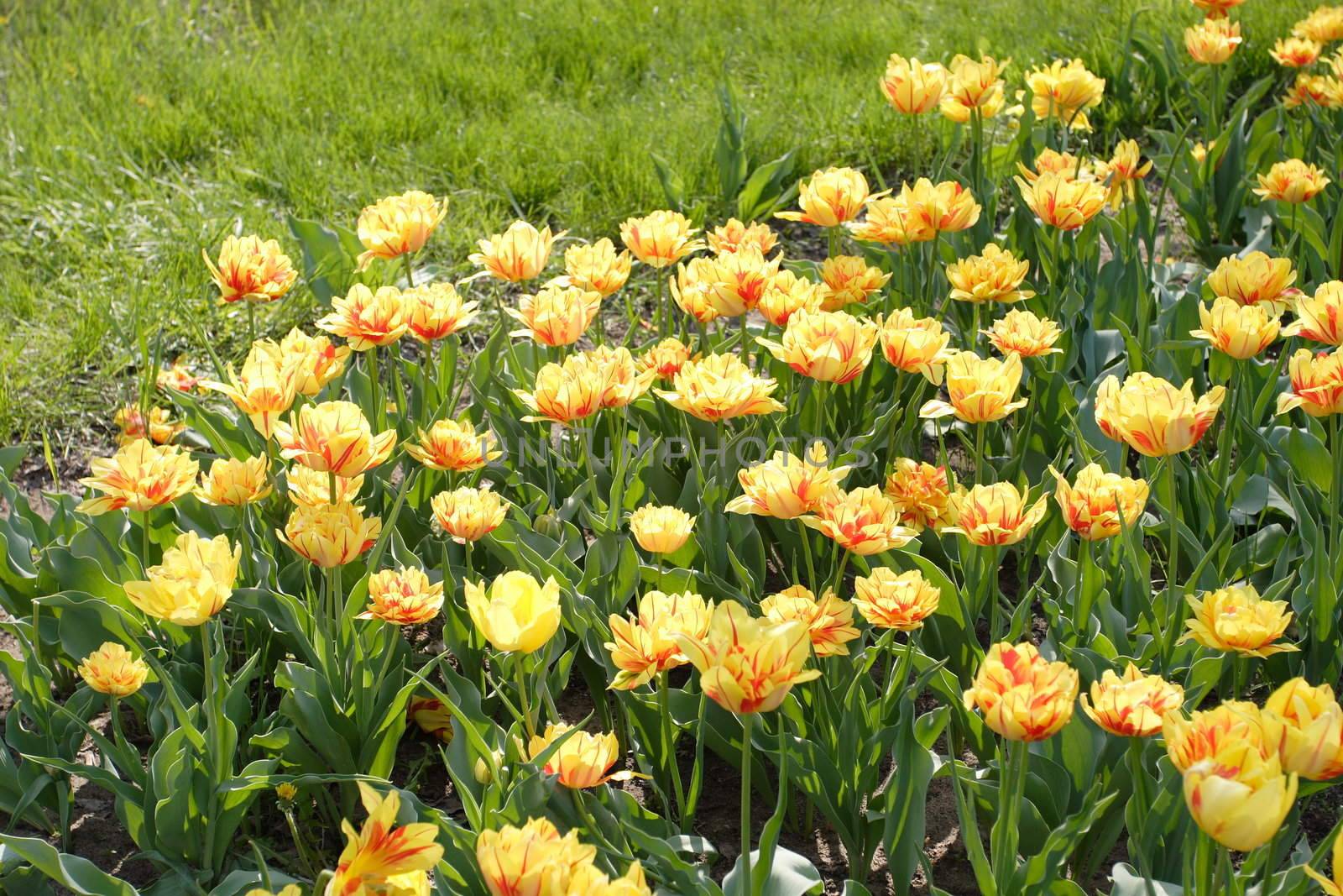 flower bed of yellow tulips in the park