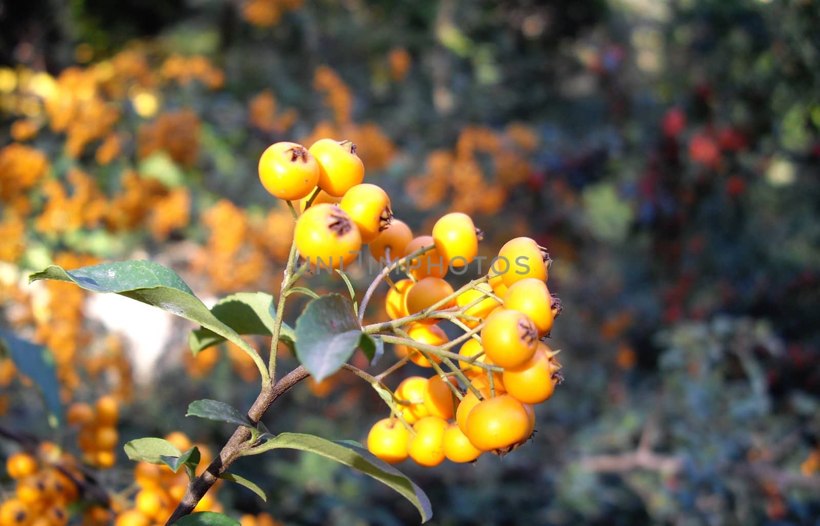 Autumn berries by Elet