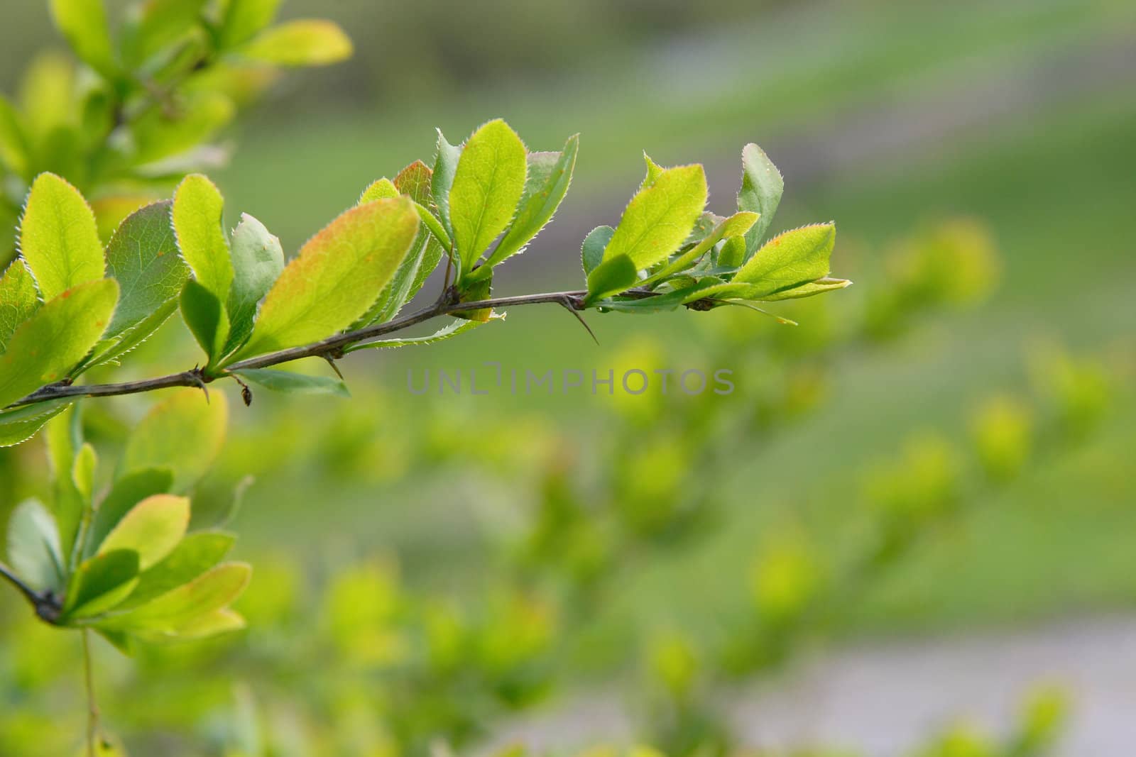 Young branch of tree on green background