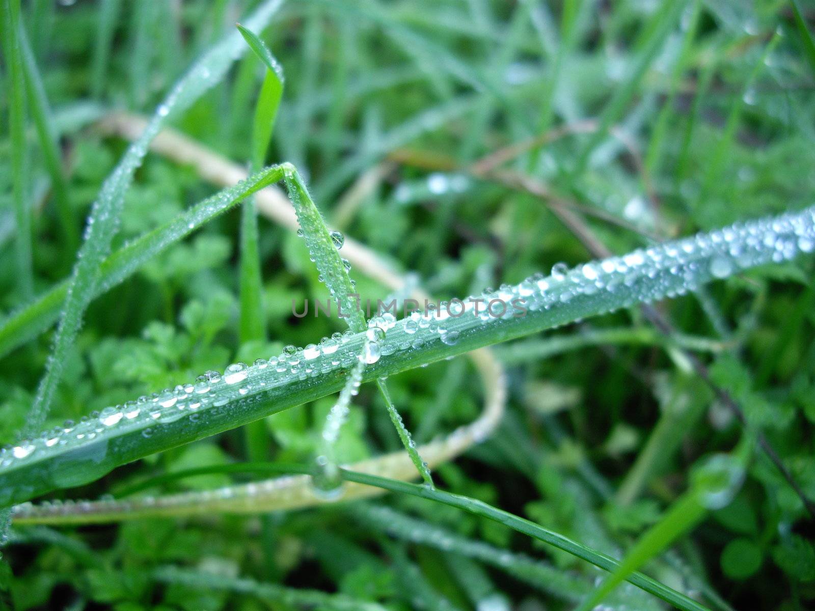 dew on the grass