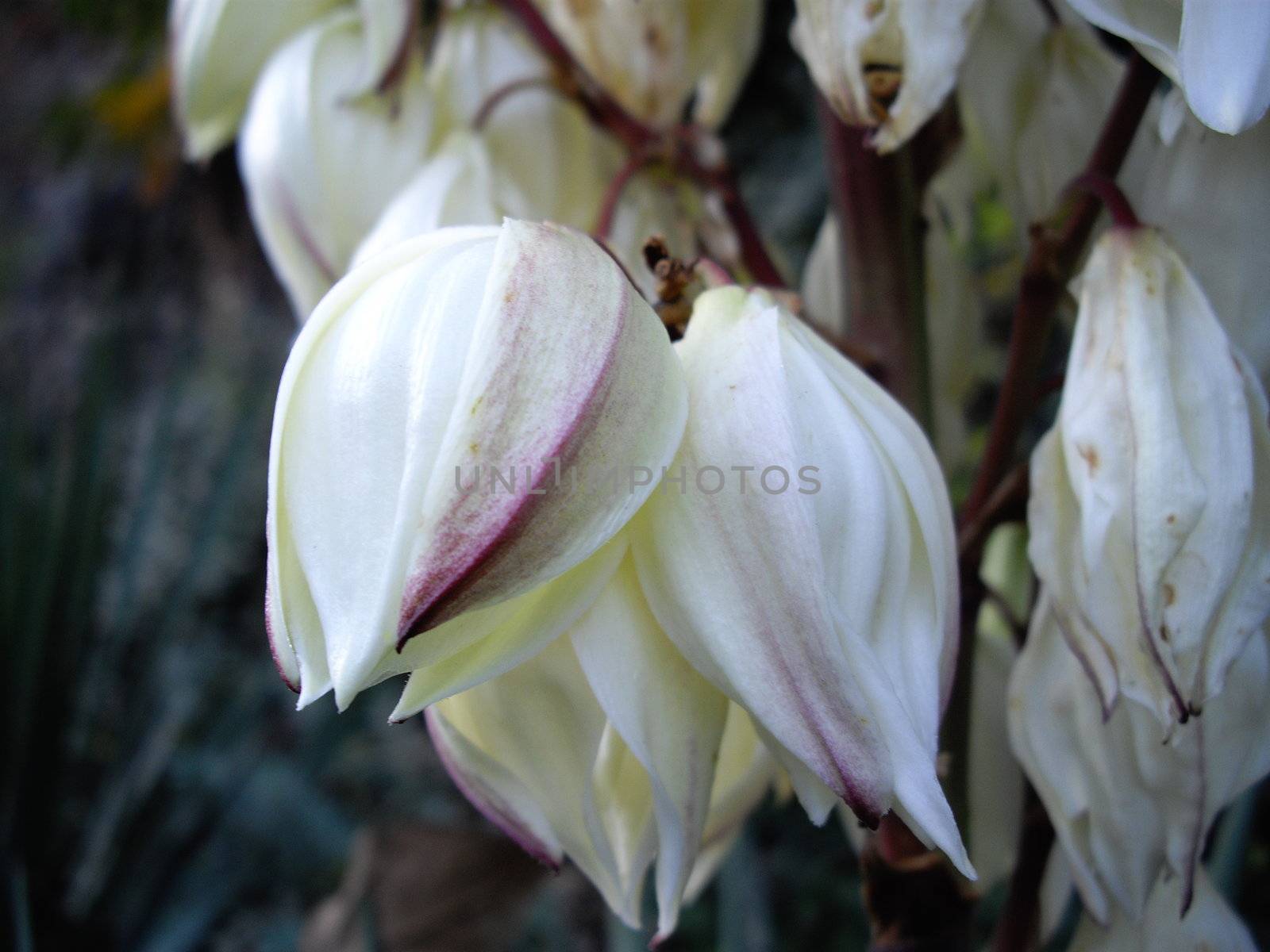 white flowers of cactus