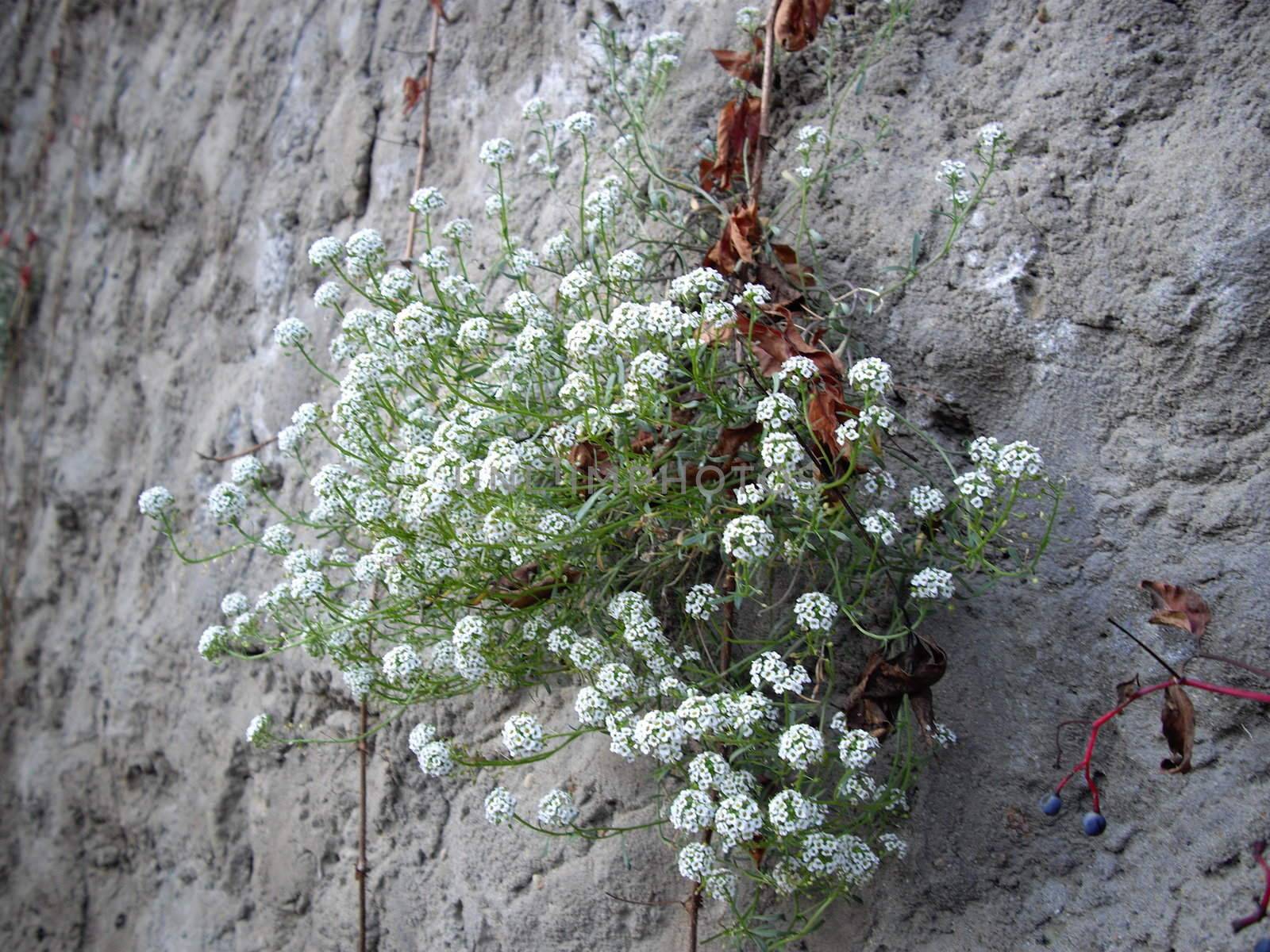 White flowers by Elet