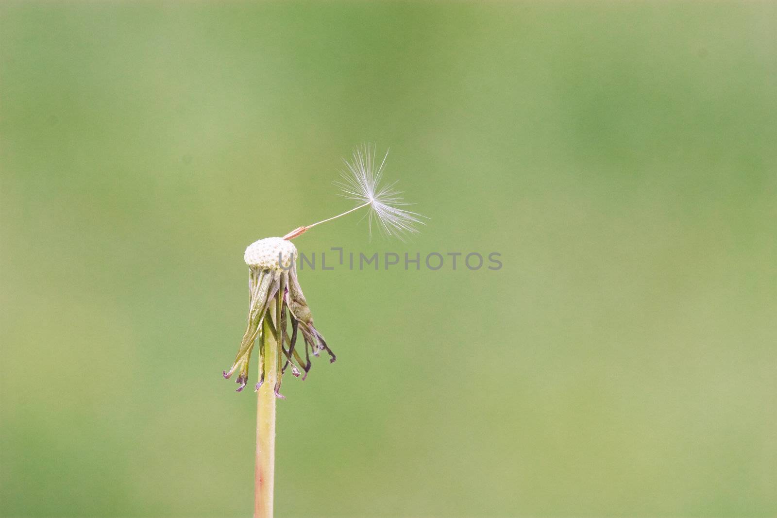 dandelion with the last seed