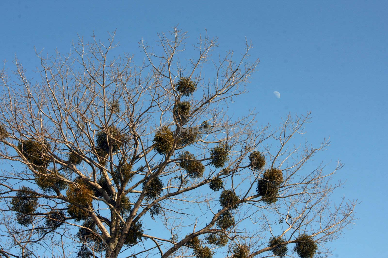 Crone of a tree with evergreen plants which parasitize on branches against the moon
