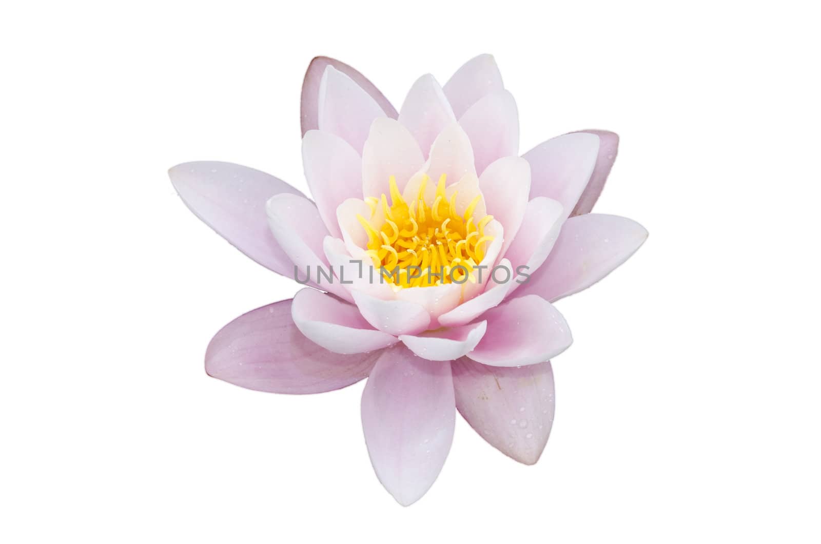 lotus flower isolated on a white background