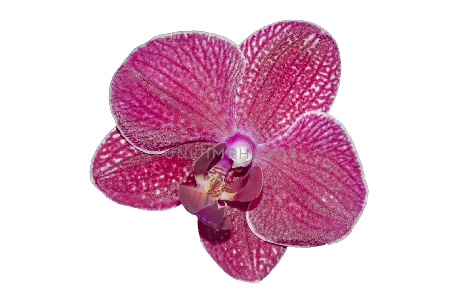 orchid flower isolated on a white background