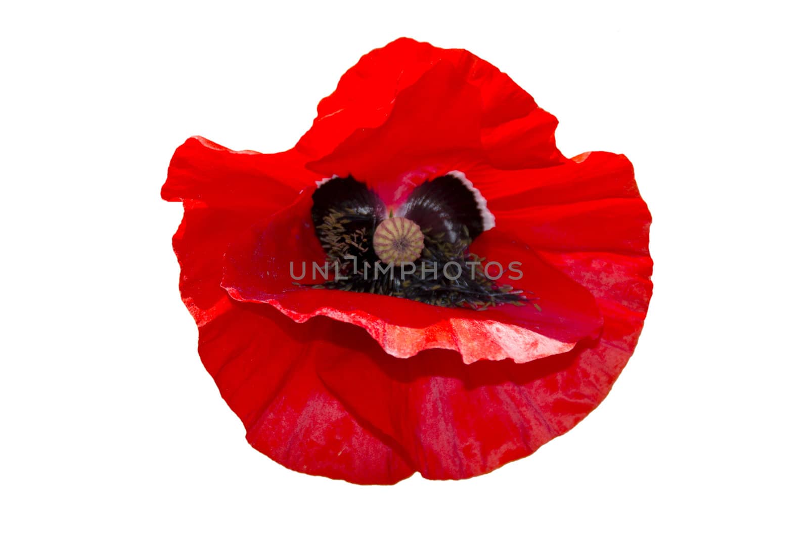 poppy flower isolated on a white background