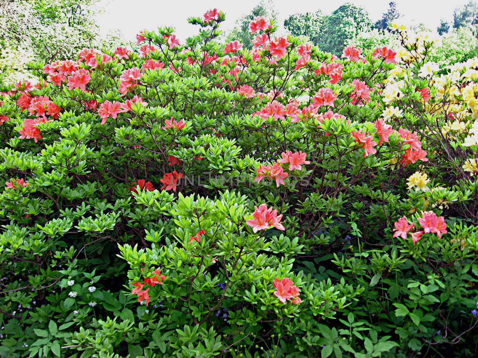 Rhododendron in the Botanic garden of the University of Latvia