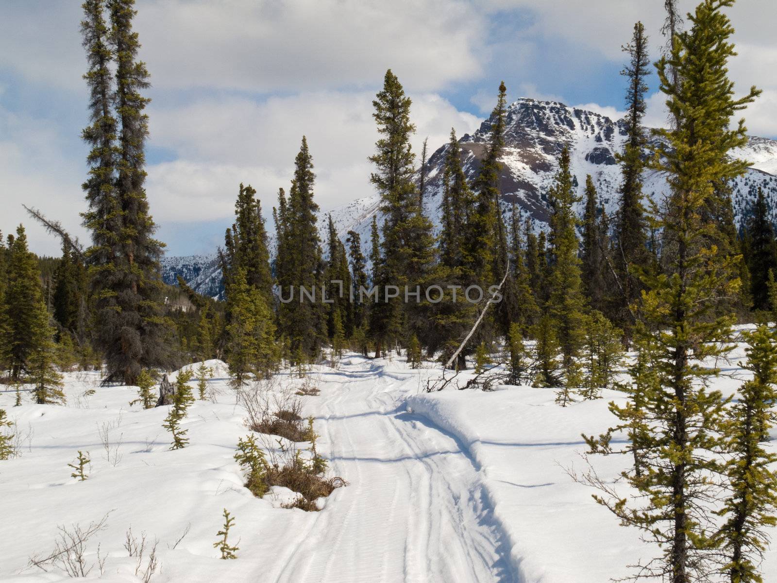 Well used winter trail in boreal forest (taiga) of Yukon Territory, Canada.