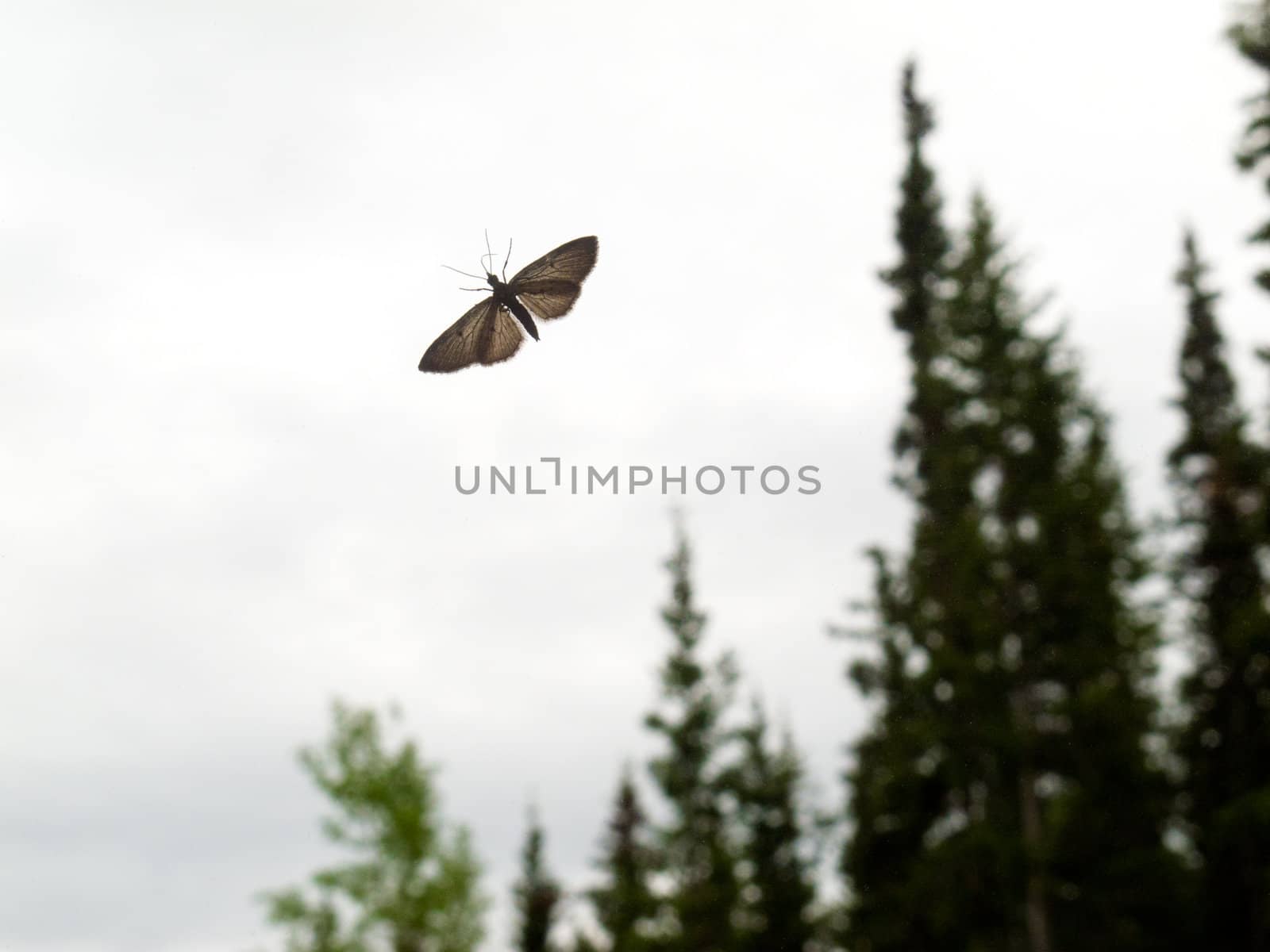 Grey moth close-up in front of blurred forest landscape.