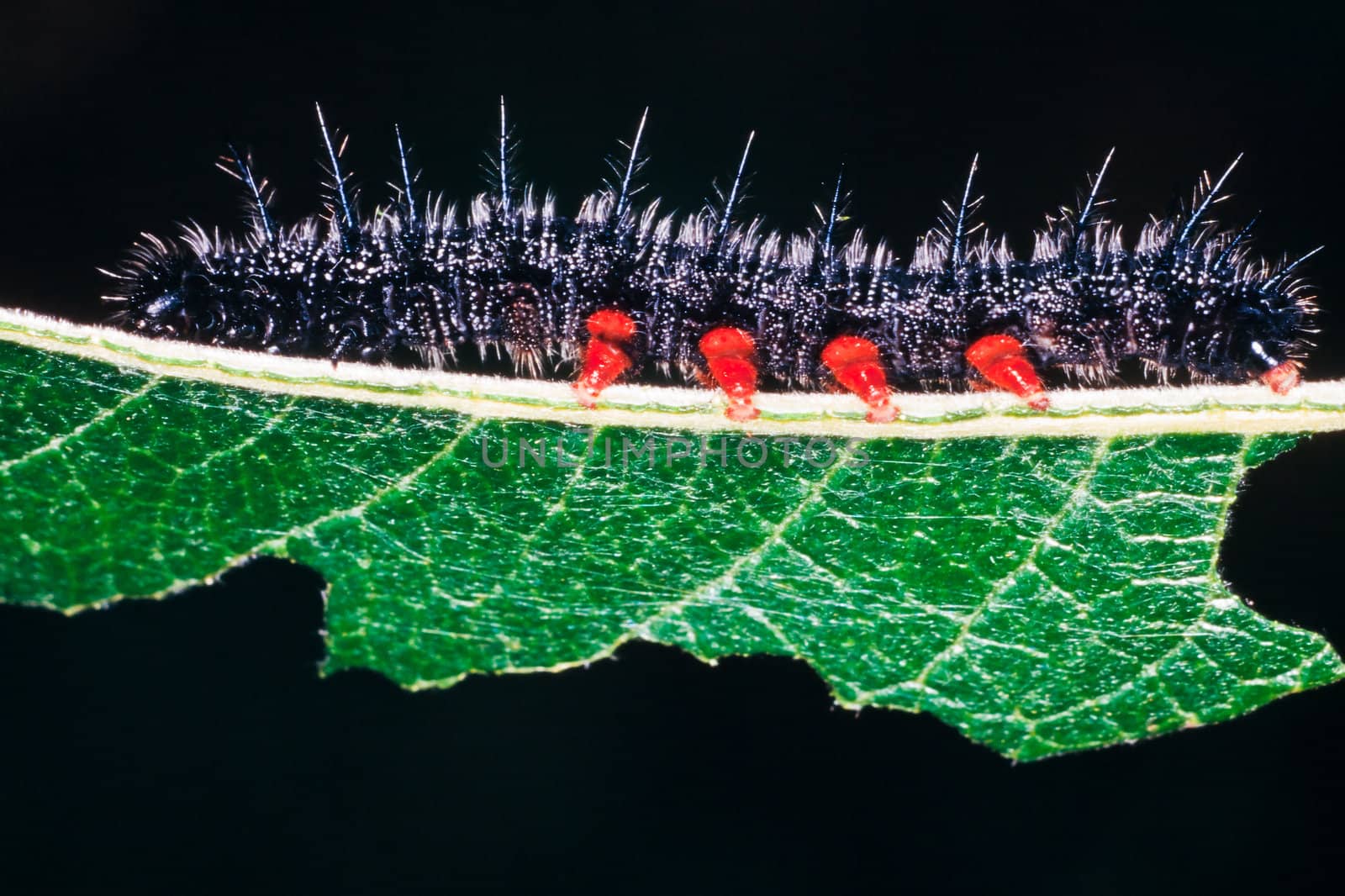 Caterpillar of mourning cloak (Nymphalis antiopa) butterfly feeding on willow (Salix sp.) leaf. Also called Spiny Elm Caterpillar.