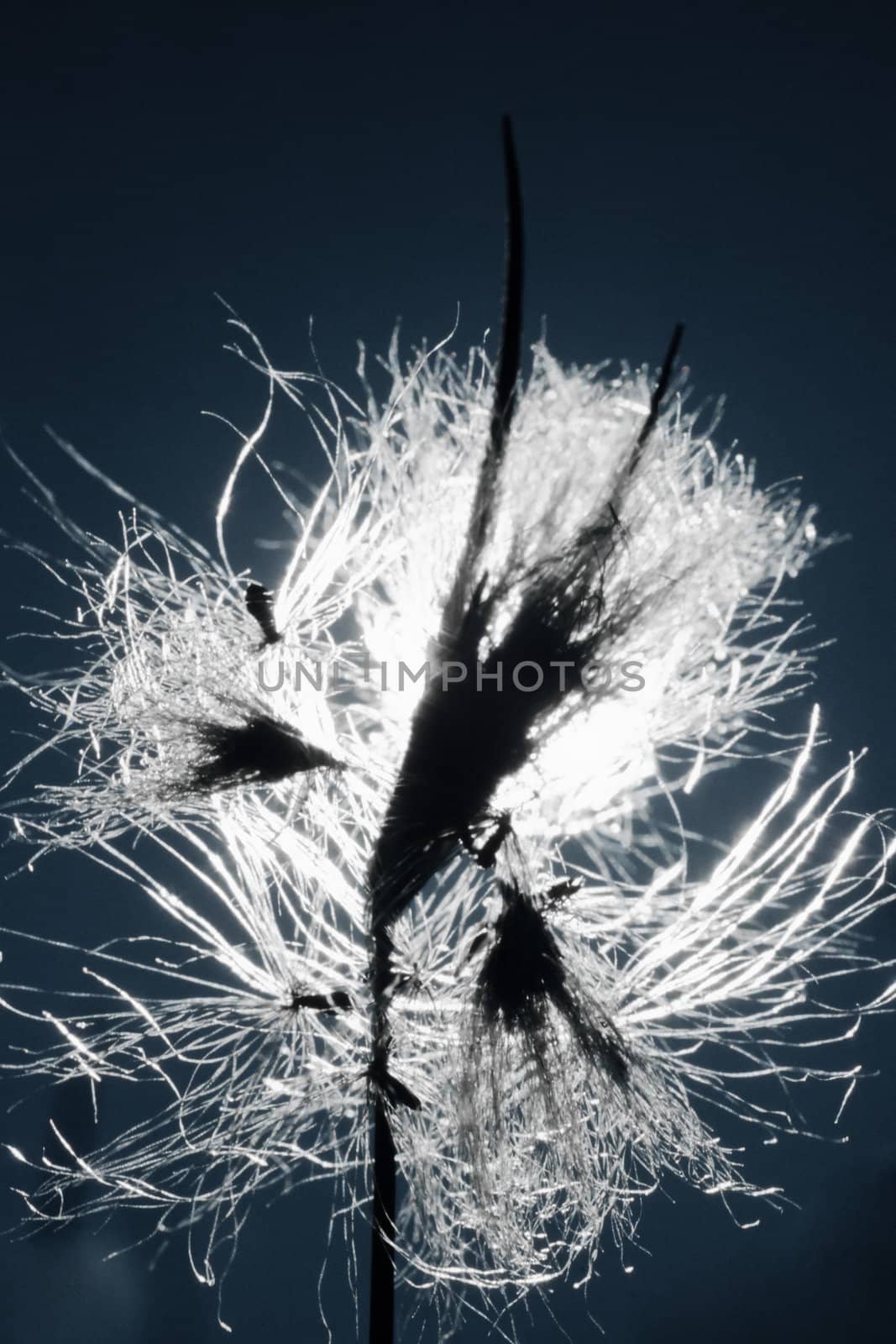 Hairy seeds of Pasque Flower (Pulsatilla patens) in extreme backlit close-up.