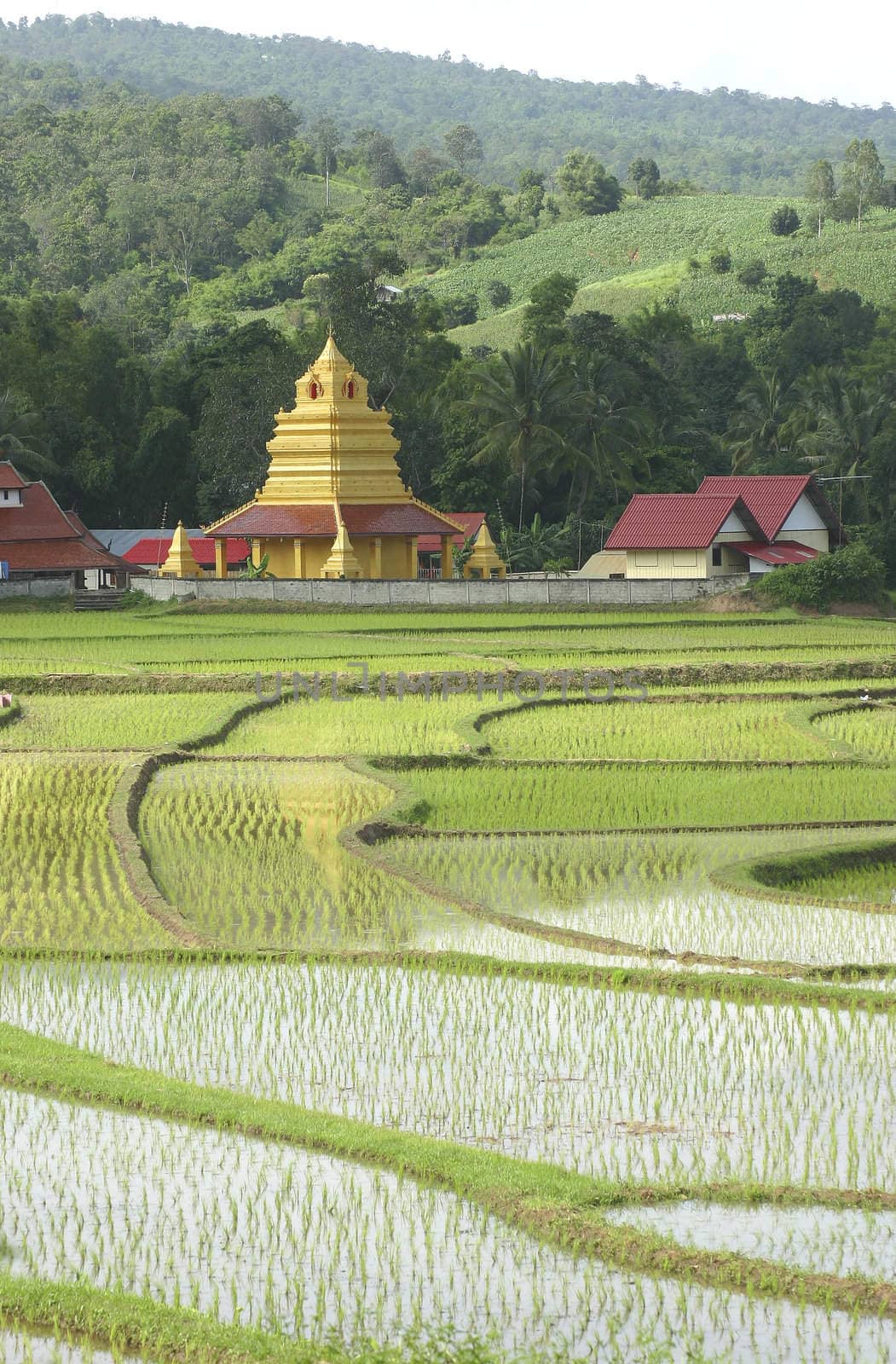 Beautiful thai temple and rice field in thailand.