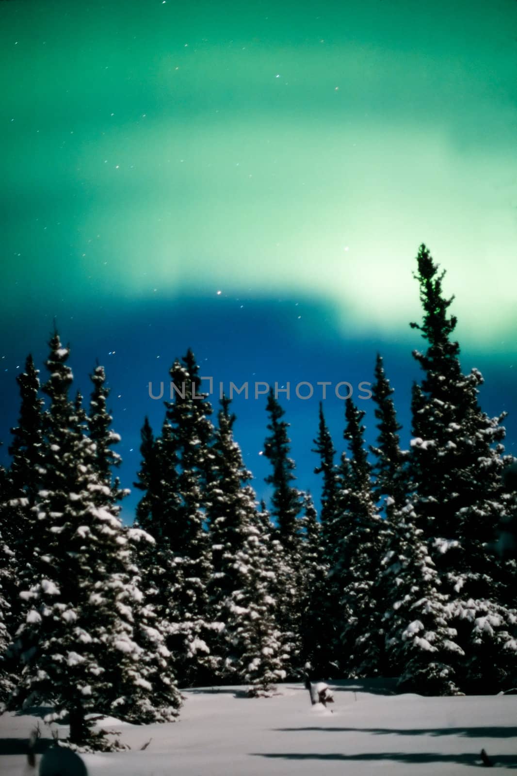 Northern Lights (Aurora borealis) over moon lit snow-covered spruce trees of boreal forest.