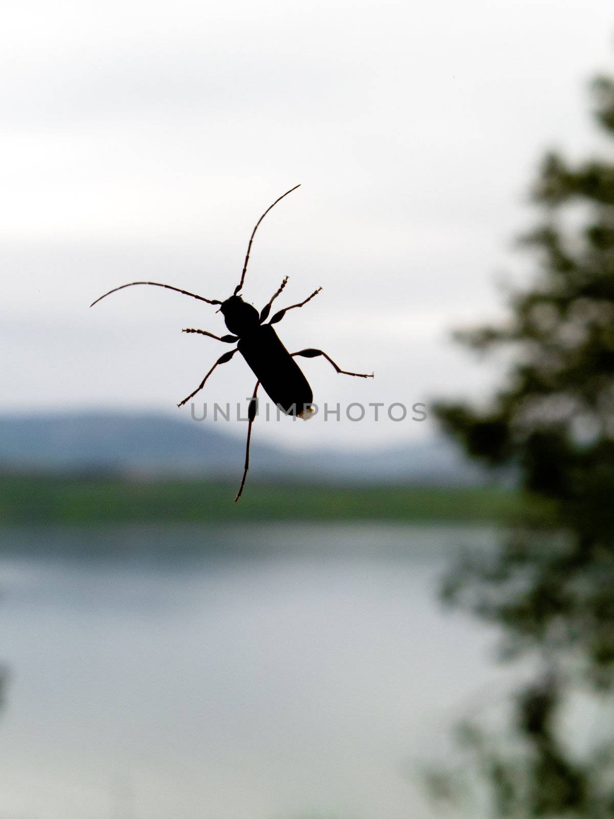 Beetle close-up in front of blurred wilderness landscape.