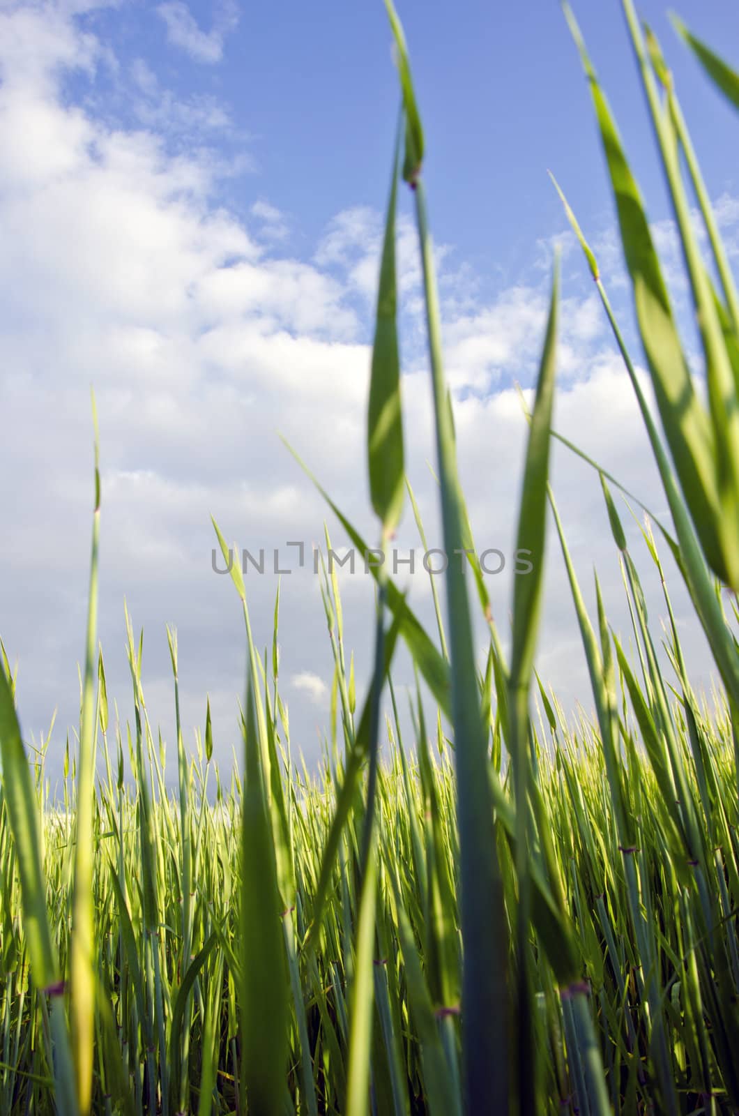 Early corn barley in agricultural field and cloudy sky.