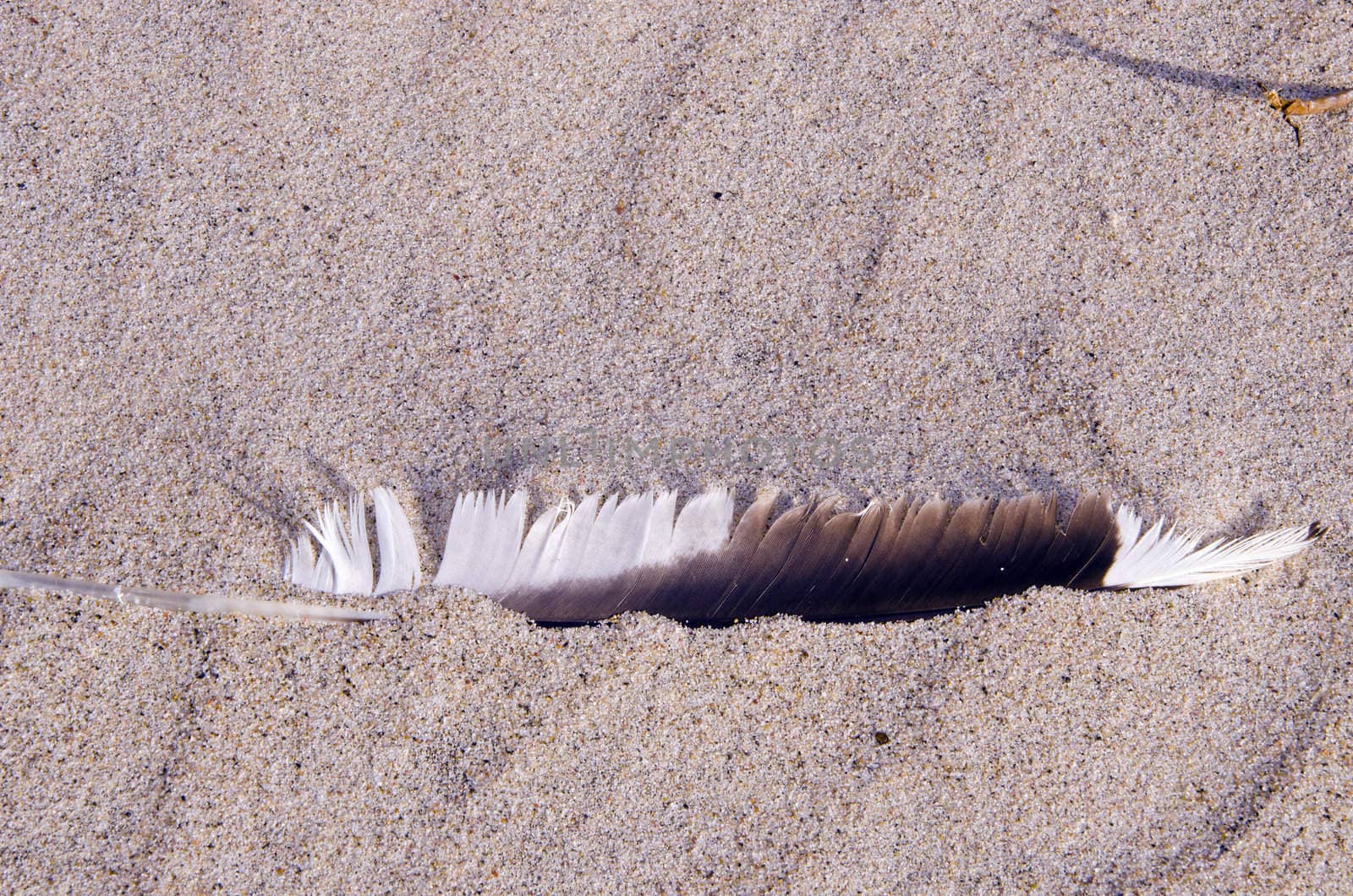 Bird quill in the sand. Natural sea view. by sauletas