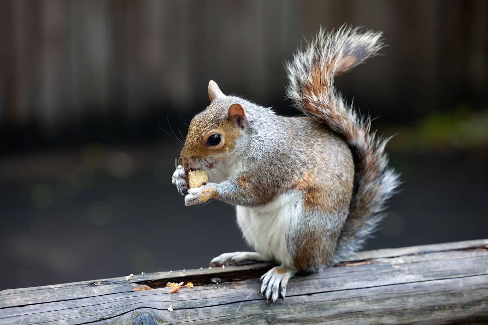 The grey squirrel eating nut in St. James's Park, London, UK