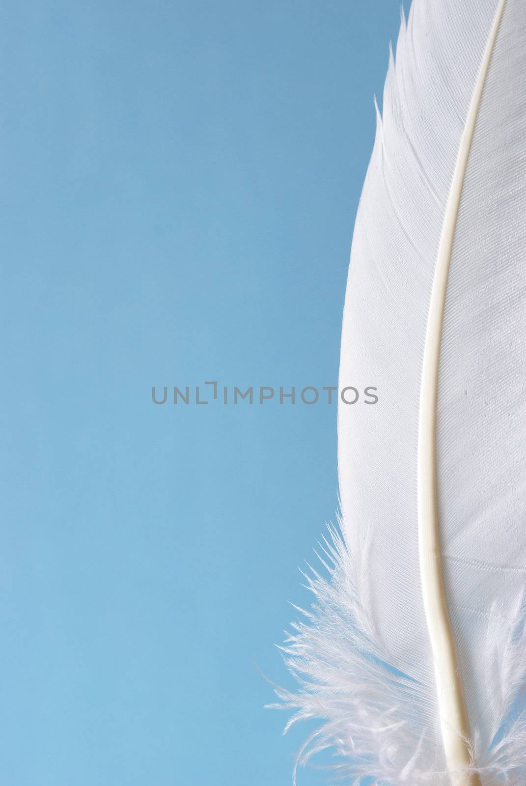 A soft white feather over a calming blue background.                 