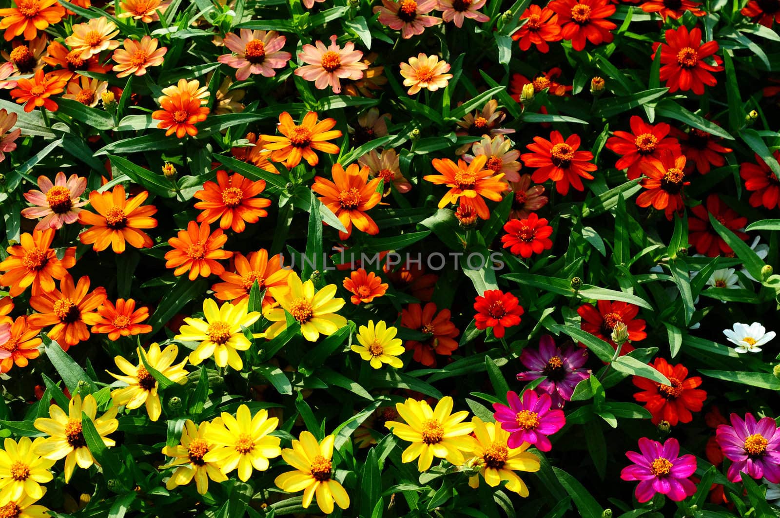 Colorful blooming flowers in a garden