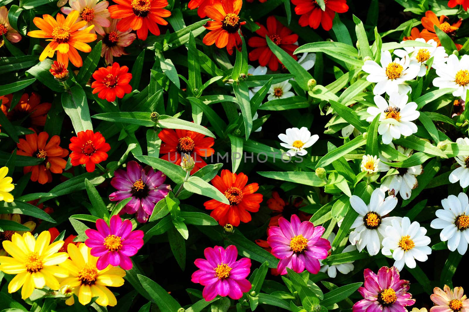 Colorful blooming flowers in a garden