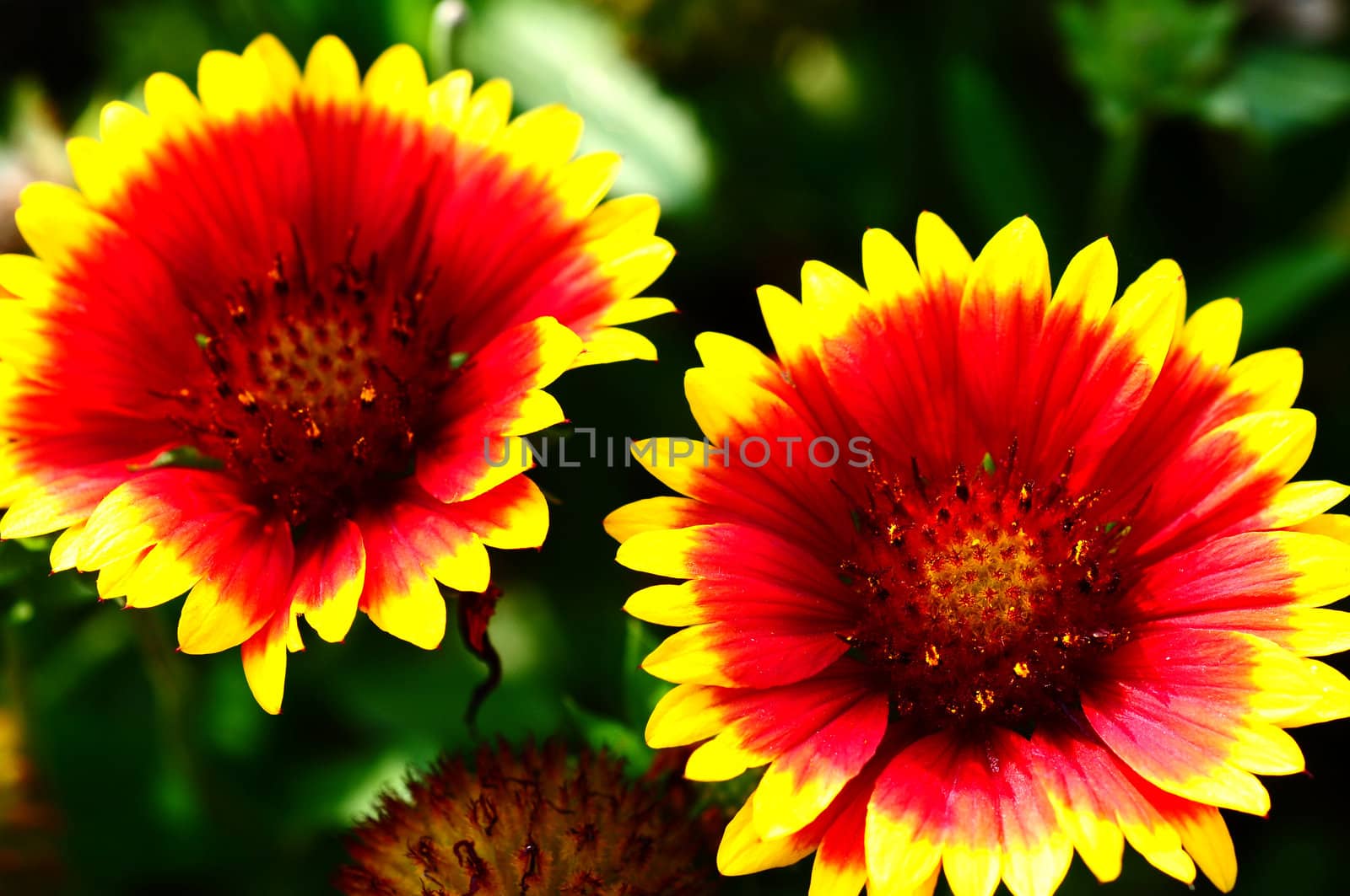 Closeup view of red and orange flower 