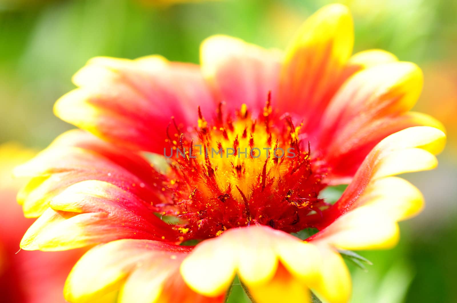 Closeup view of red and orange flower 
