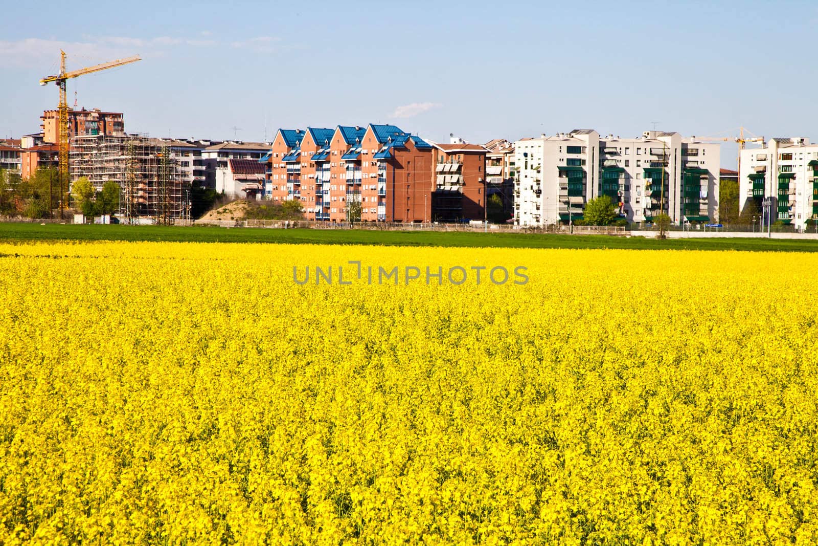 Field of yellow flowers in spring season close to the border of the city