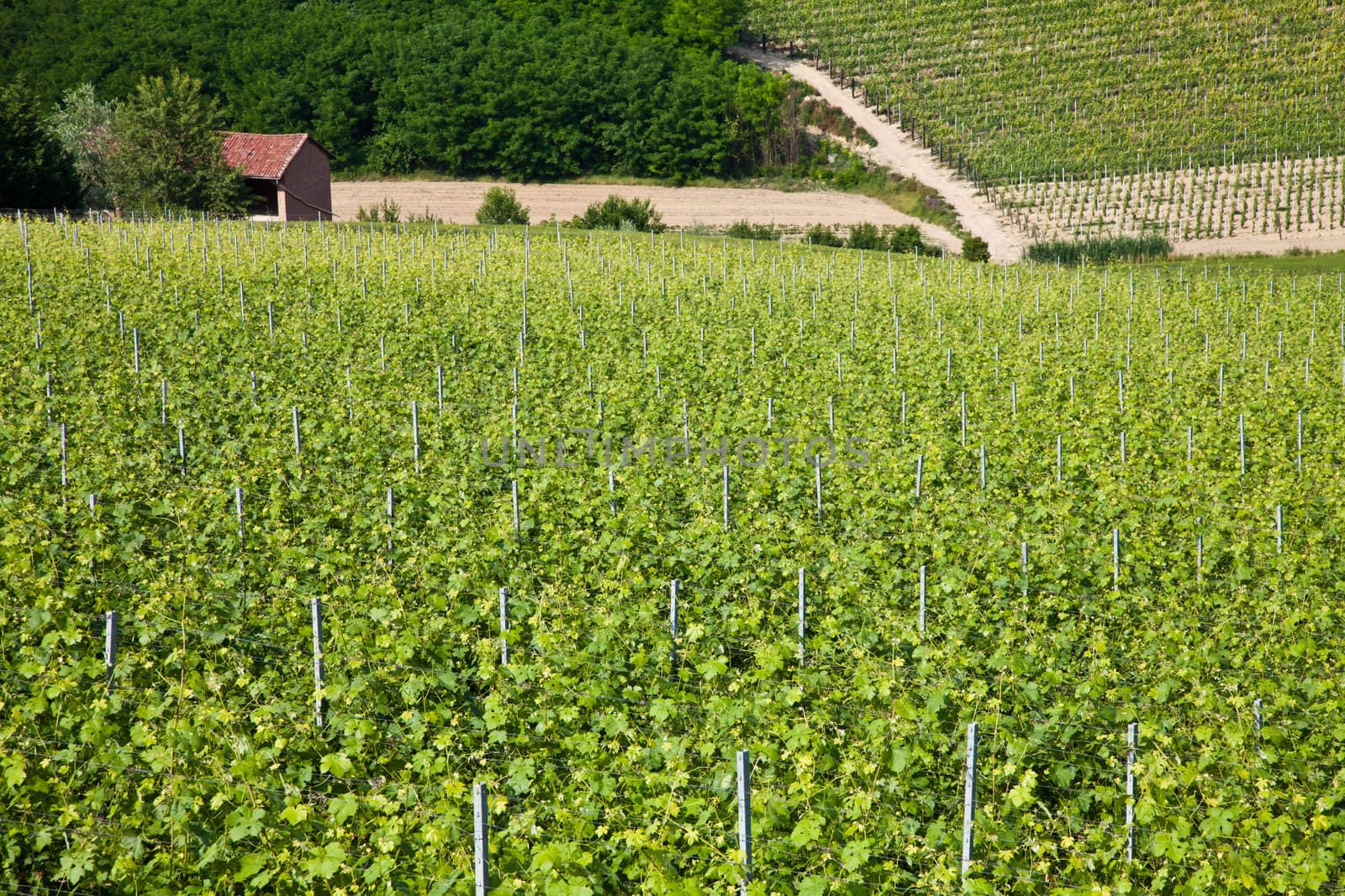 Barbera vineyard during spring season, Monferrato area, Piedmont region, Italy