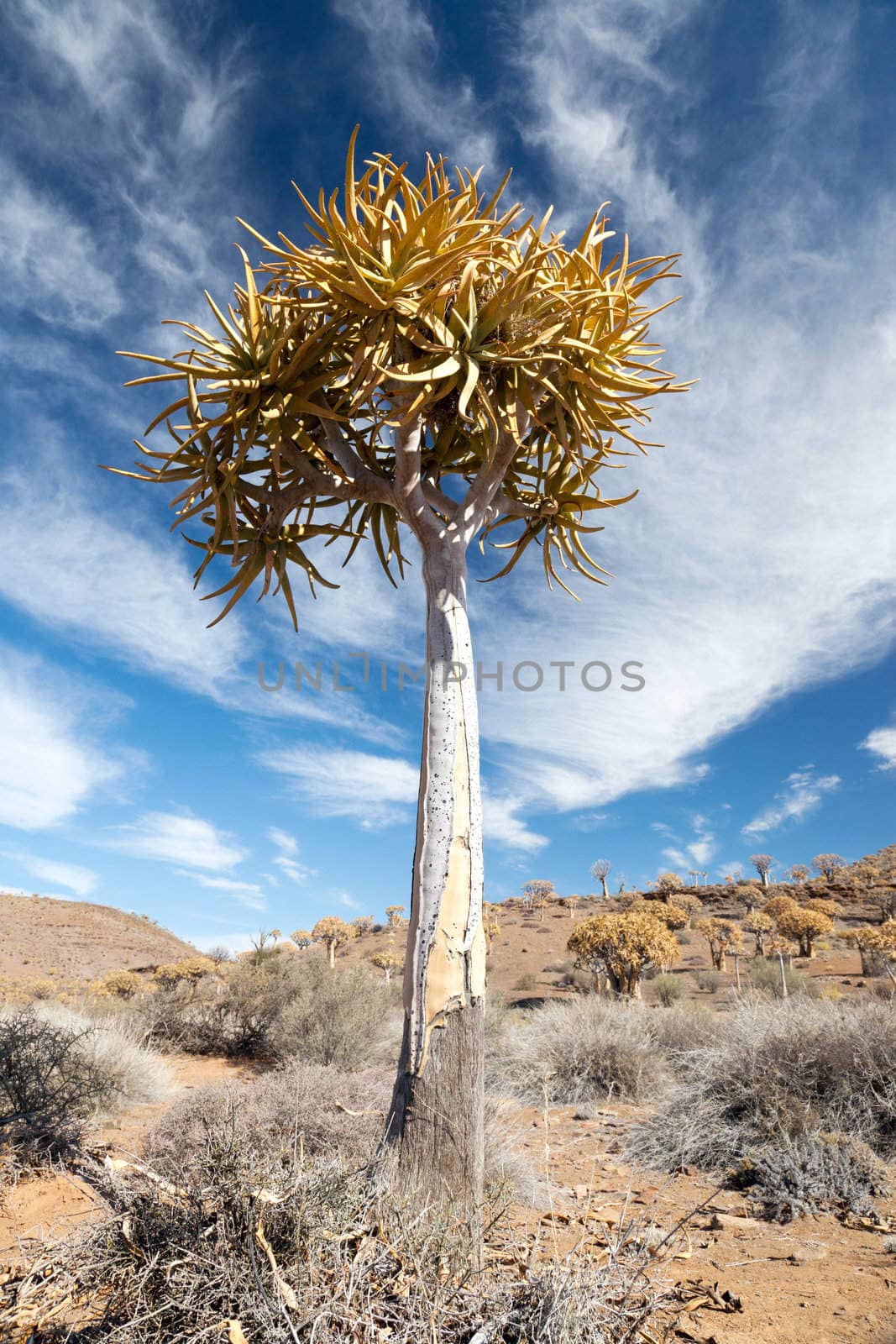 Quiver Tree in South African landscape - vertical
