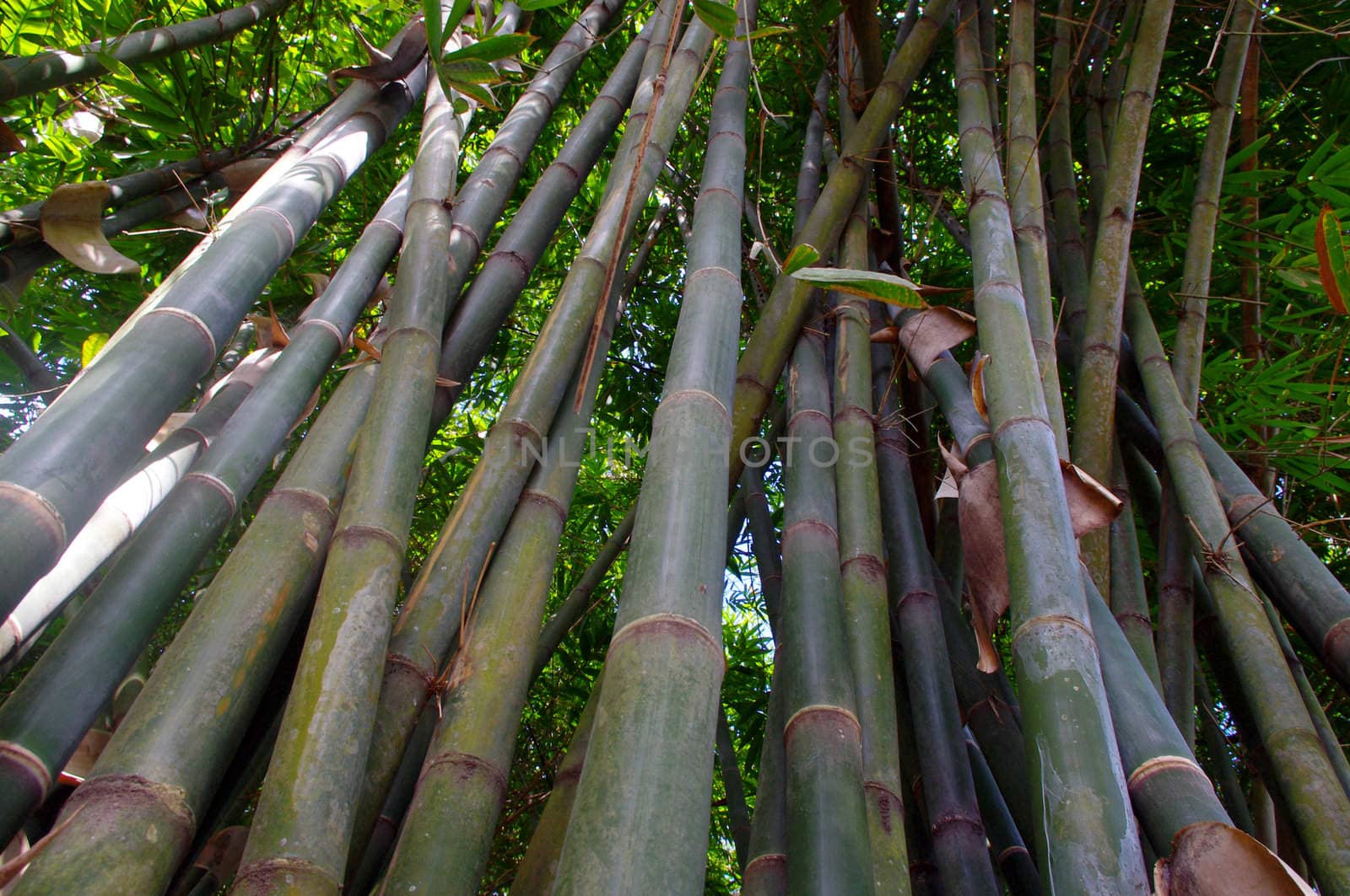 Bamboo trees growing in the tropics, Bali, Indonesia.