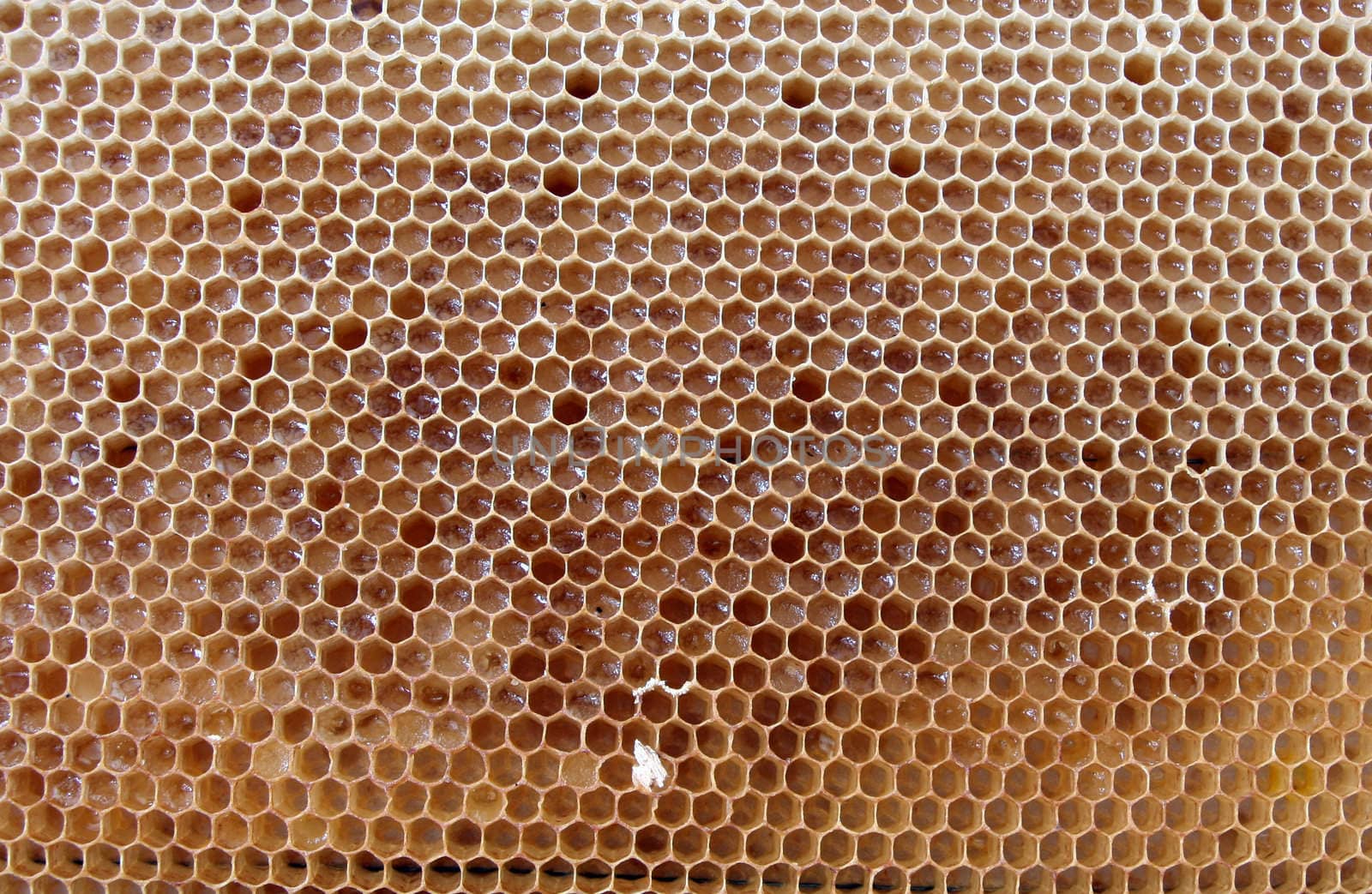 Background of the honeycomb with honey