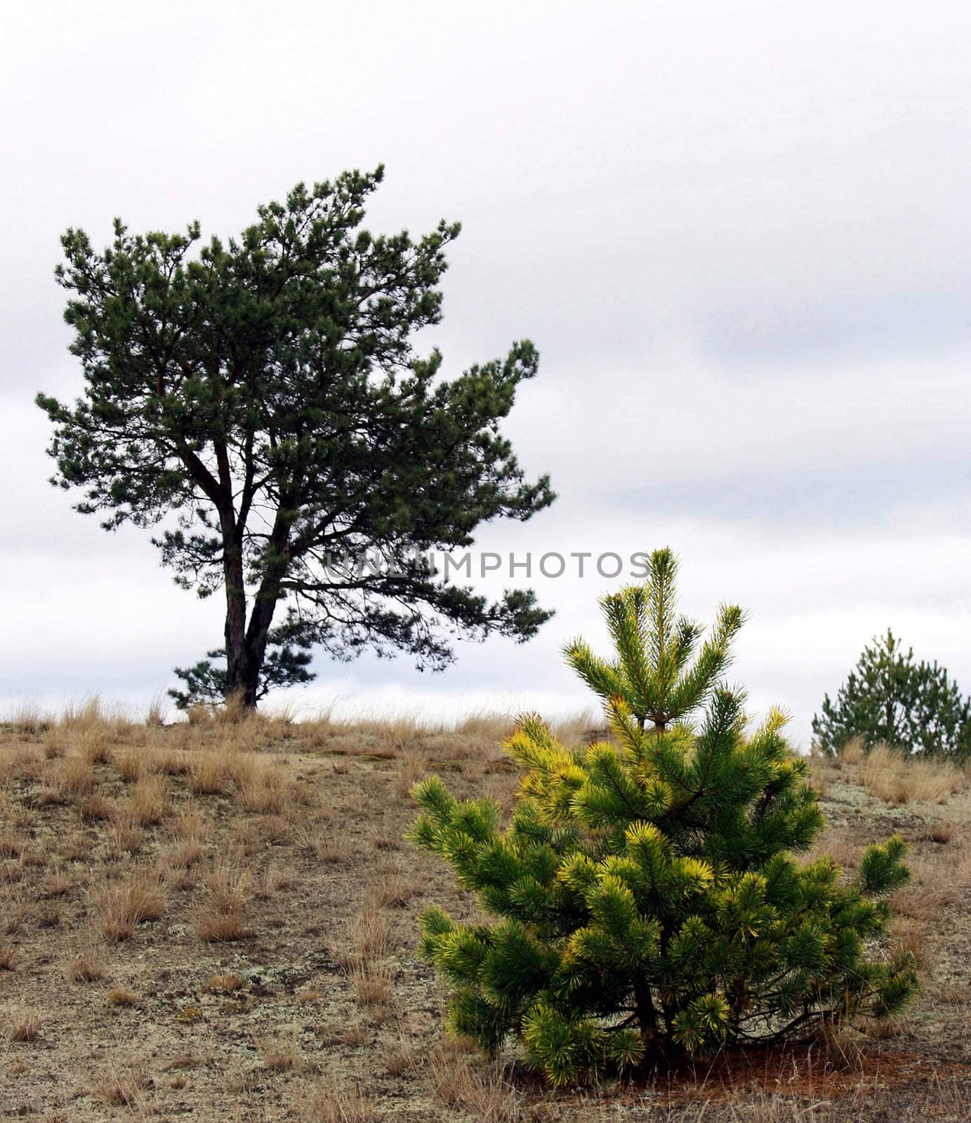 Small pine on a background of dark sky