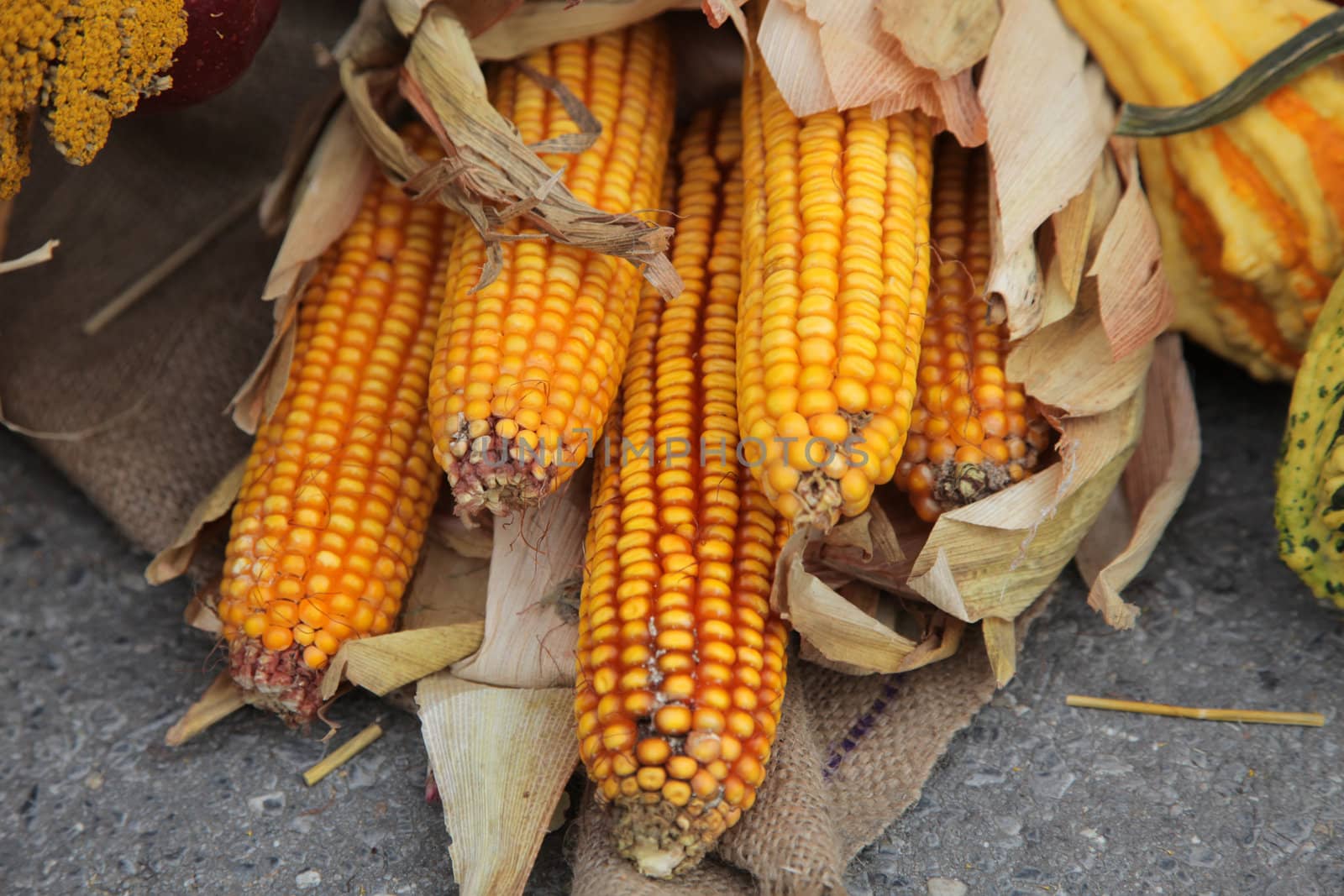 Maize cobs