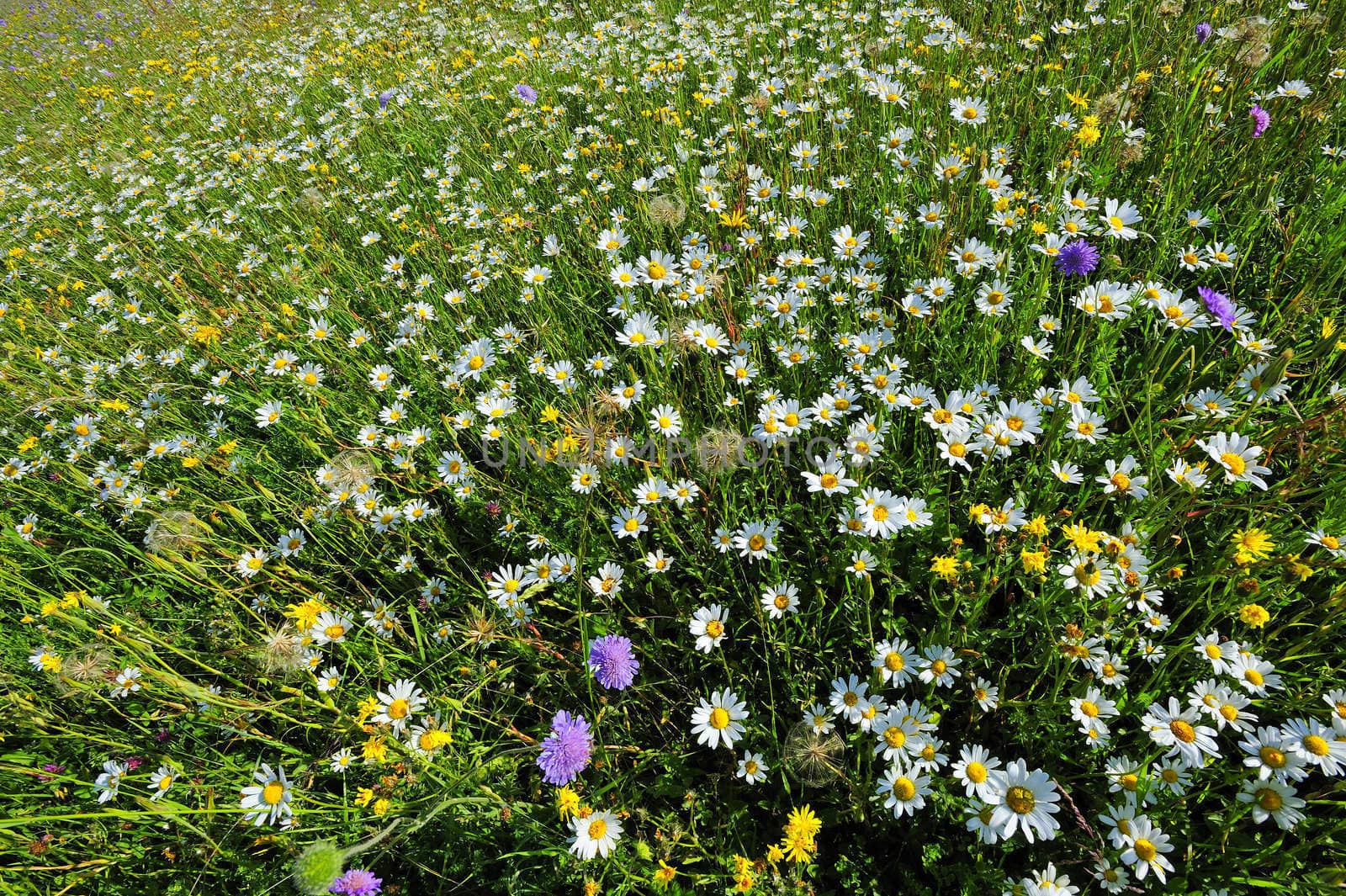 A field of wild flowers in spring by Bateleur