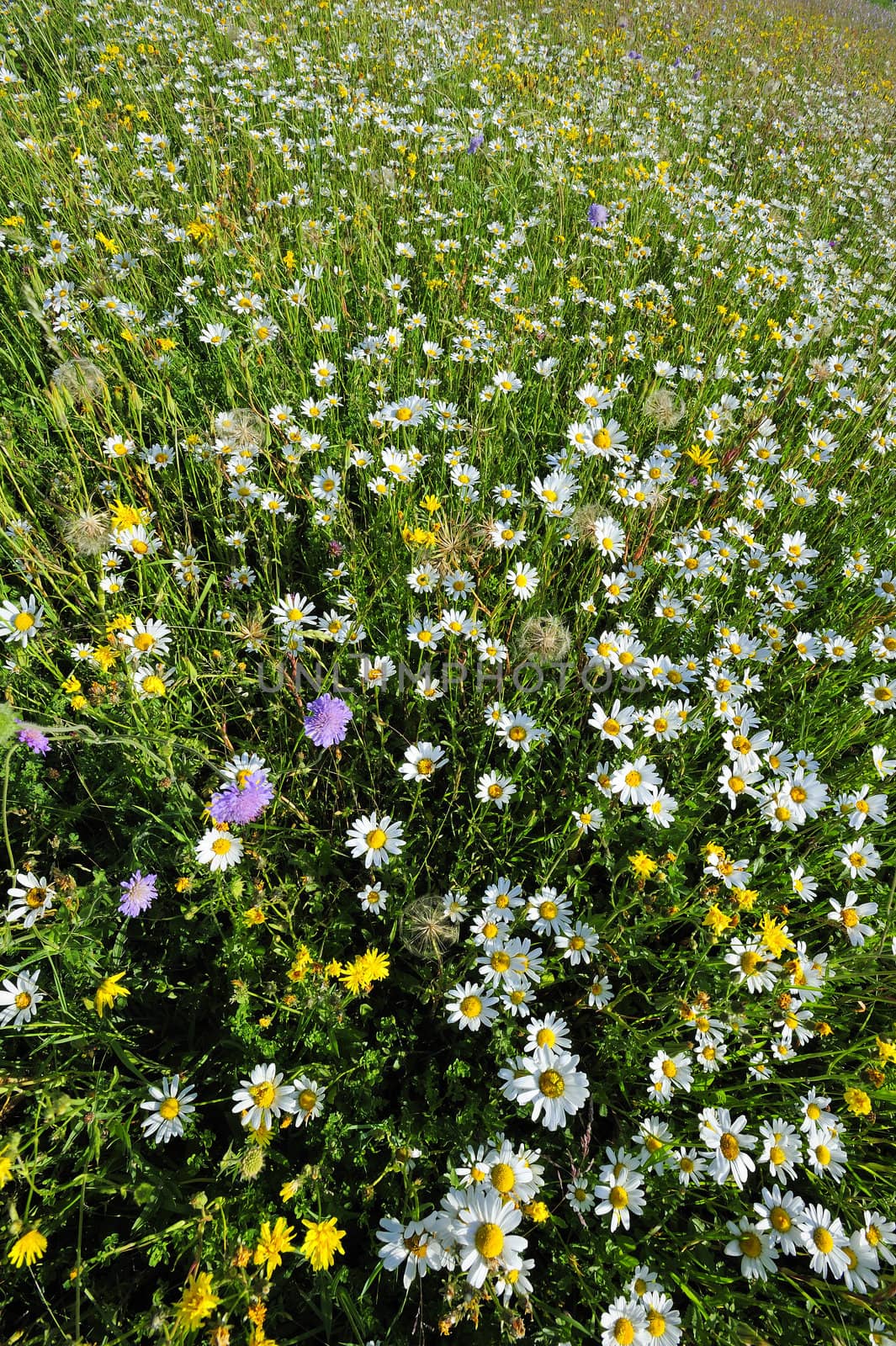 A field of wild flowers in spring by Bateleur