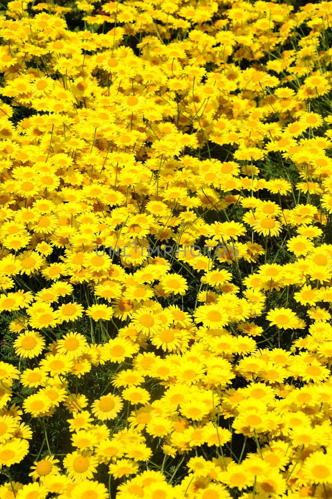 Close up of a bed of Anthemis tinctoria flowers (Golden Rays, Golden marguerite, Oxeye chamomile)