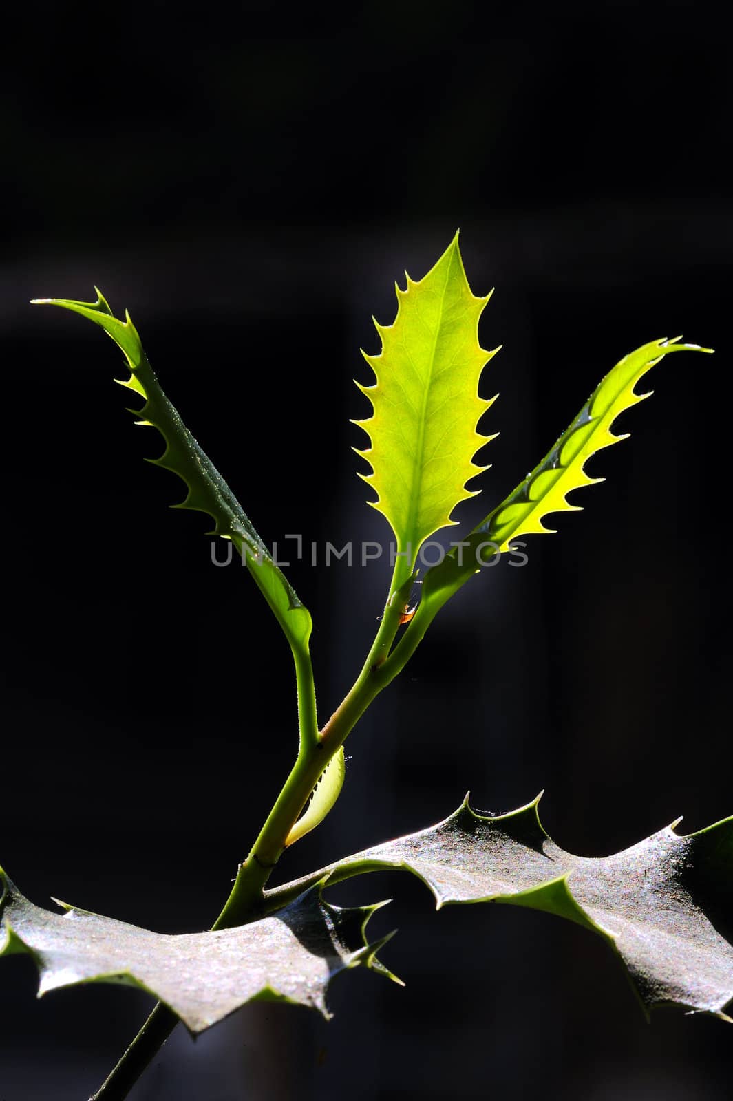 New holly leaves by Bateleur