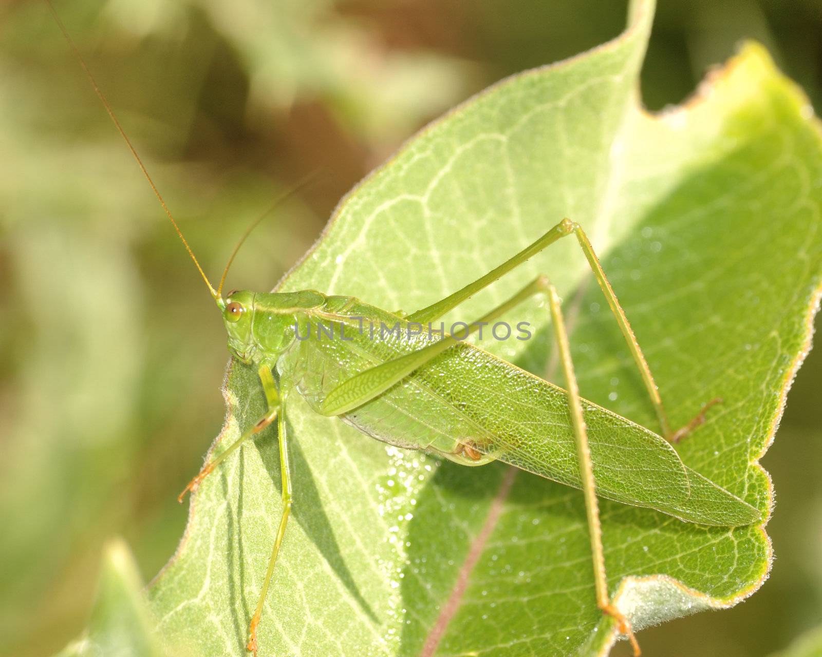 Katydid On Leaf by brm1949