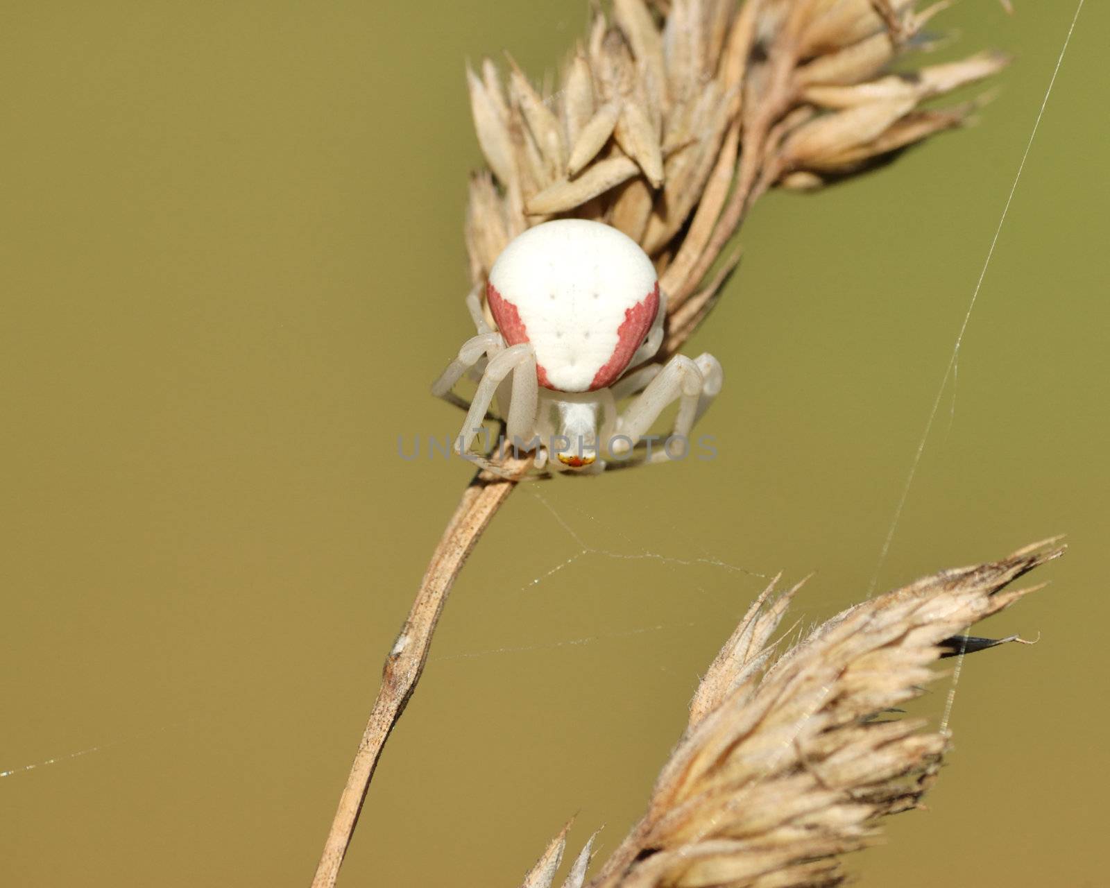 Goldenrod Spider by brm1949